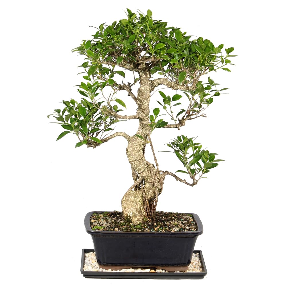 Brussel's Bonsai - Live Golden Gate Ficus Bonsai Tree with Ceramic Bonsai Pot & Humidity Tray, Indoor Bonsai Plant, 4 Years Old, 5-8 Inches Tall, Easy Care Houseplant for Home or Office (Small, Green)