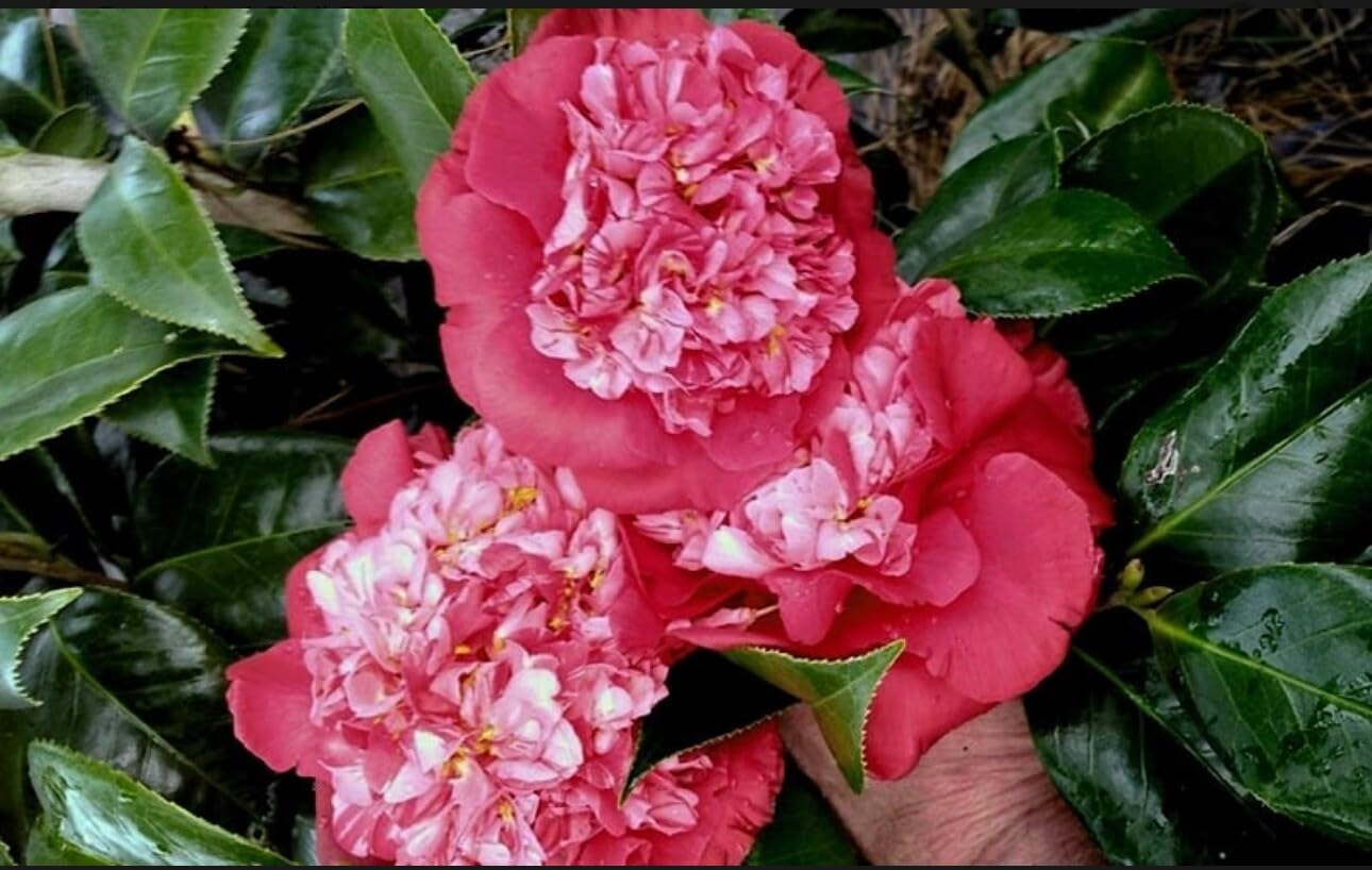 Live Plant - Laura Walkercamellia Japonica-Live Starter Plant