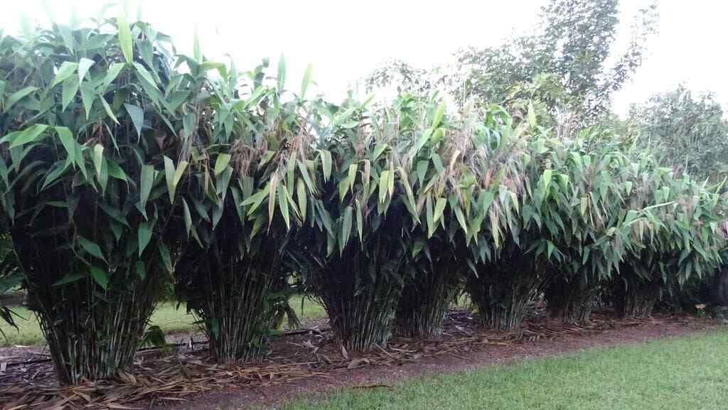 Live Plant - Tiger Grass Thysanolaena Maxima Perennial Grass Small Well Rooted Starter Plant