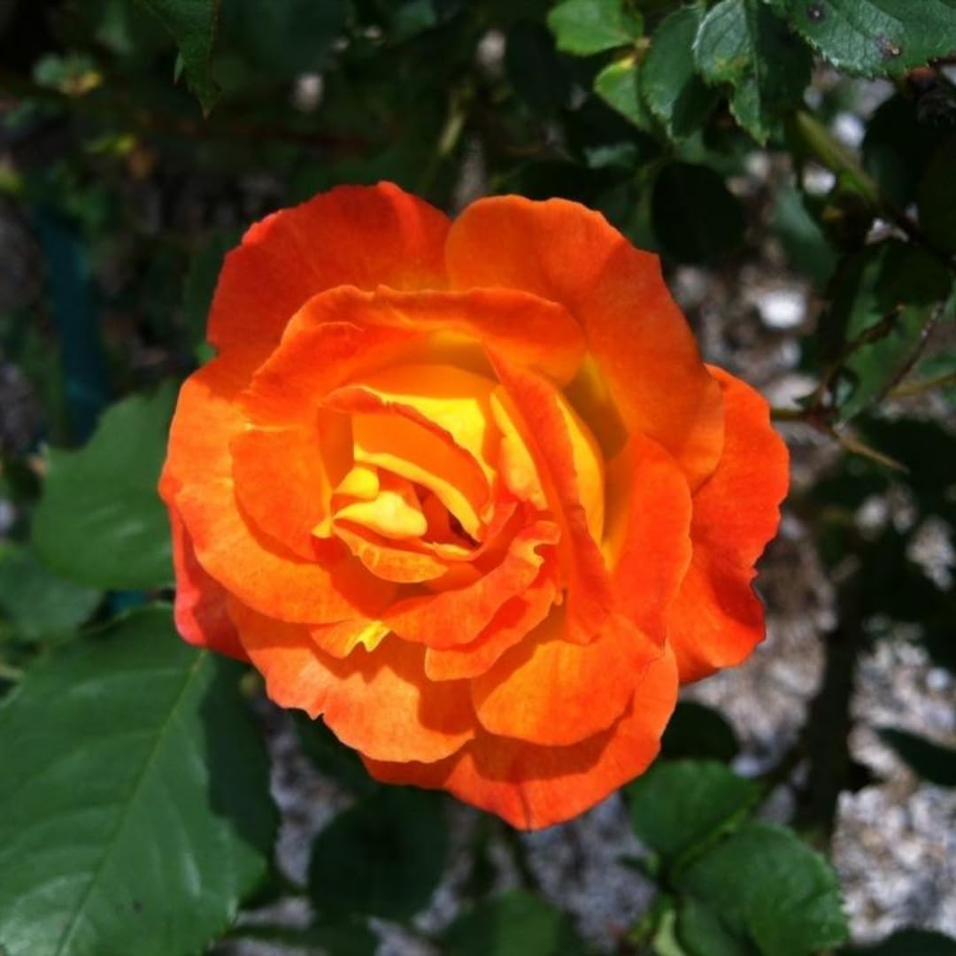 Orange Yellow Red Climbing Rose Live Plant, 6 Months Old Starter, Fragrant Purple Climbing Roses for Planting Outdoor, No Pot