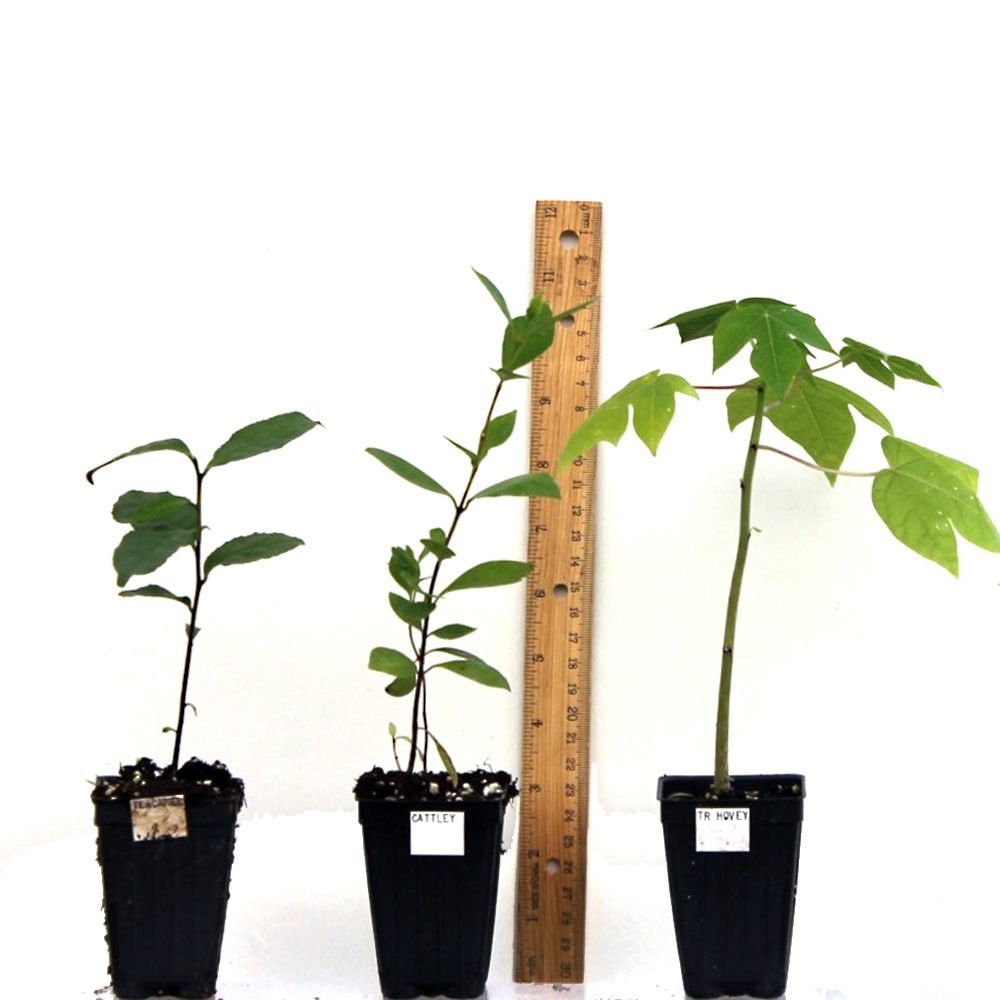 Musa Goldfinger Banana Fruit Tree Live Plant Tropical garden