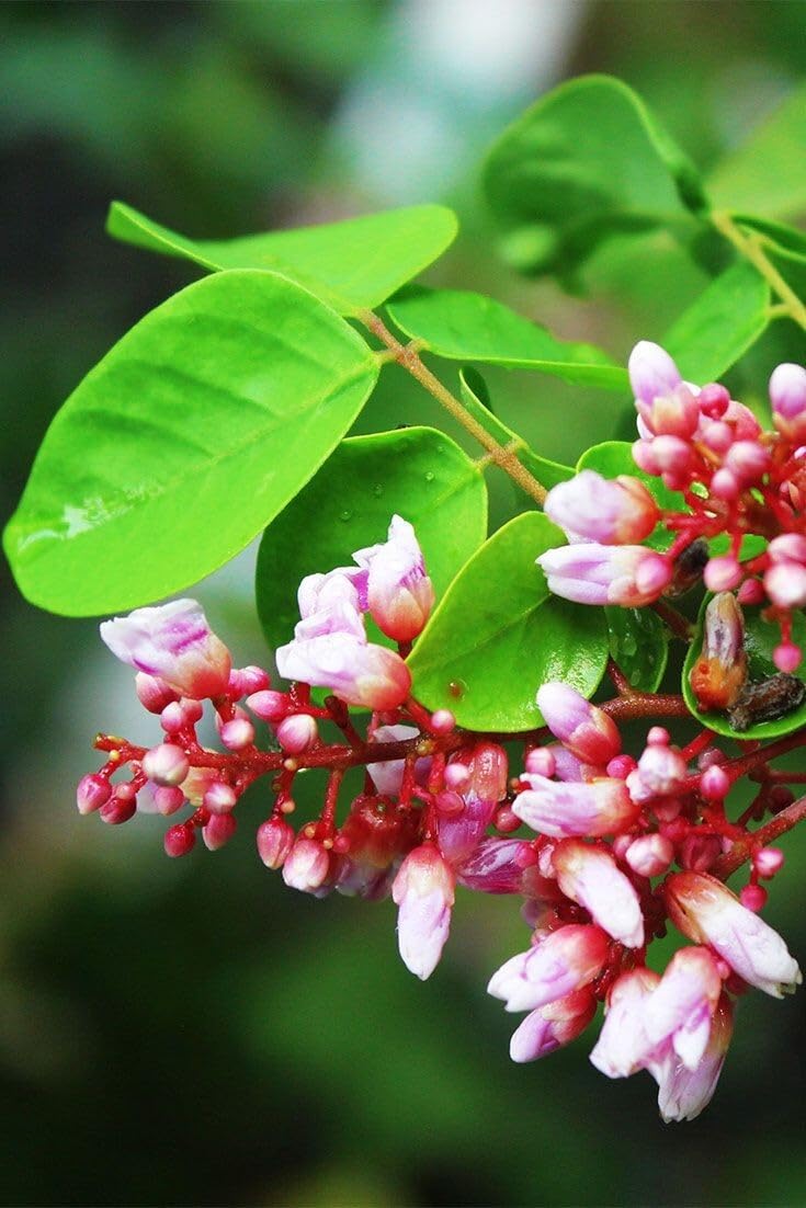 Live Plant - Big Carambola Tree Grafted (Averrhoa Carambola) 2′-3′ Tall