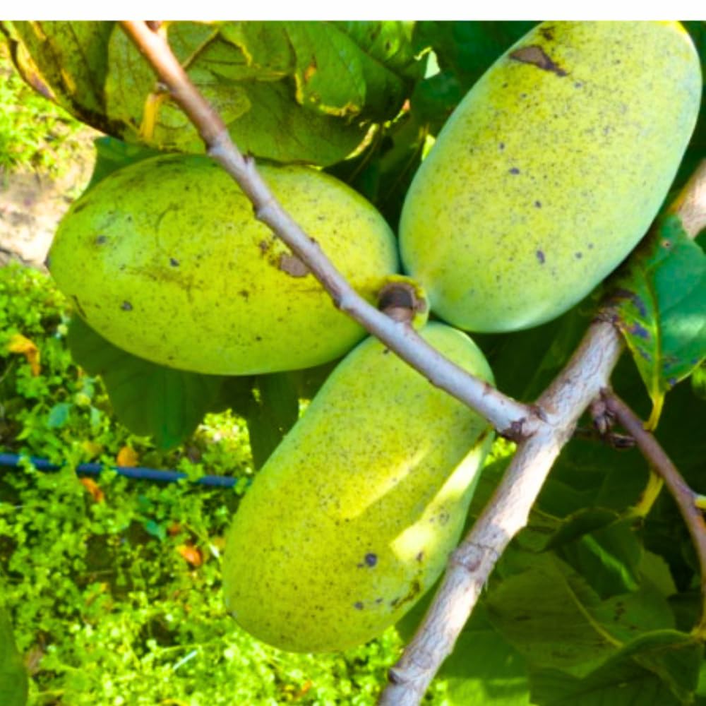 Pawpaw Tree Live Plant, Paw Paw Trees Plants Live in Quart Pot, Asimina Triloba Trees for Planting, 6-12" Tall Live Plants