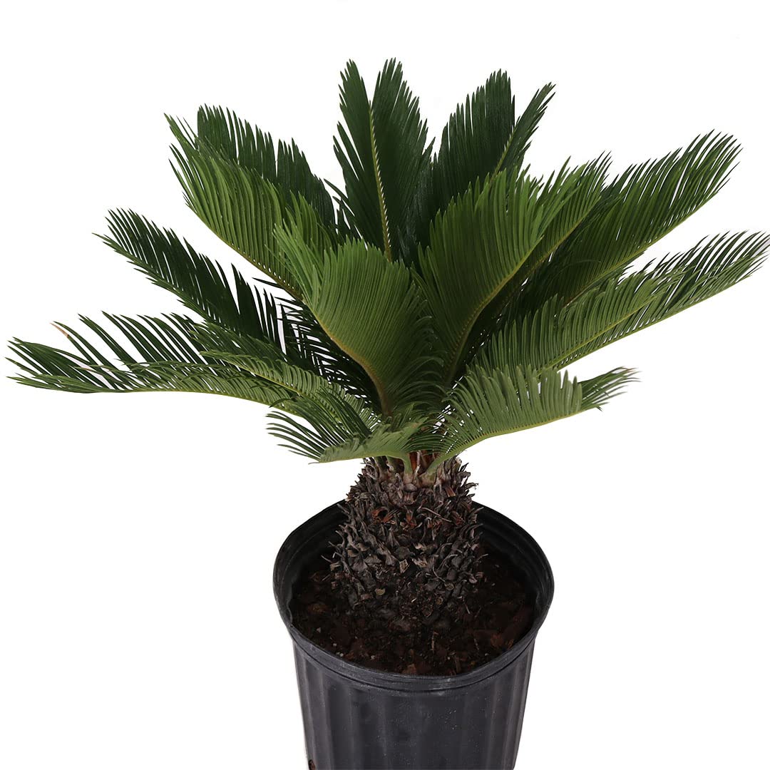 American Plant Exchange Sago Palm – Live 10-Inch Potted Tropical Plant, Easy-Care Indoor & Outdoor Palm, Low-Maintenance Drought-Tolerant Cycad for Home, Office, Patio & Landscape Décor