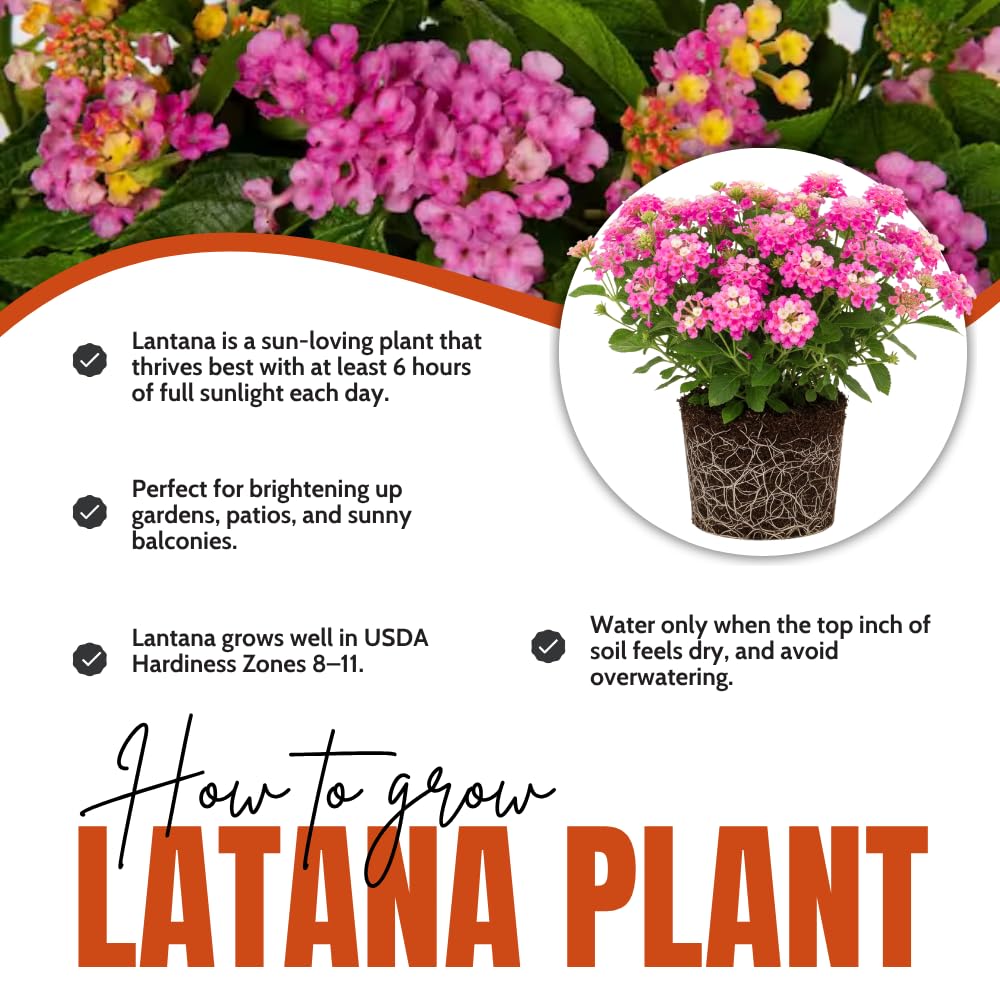 Set of 2 Lantana Plants Live, Trailing Lantana Plant, 4 to 6 Inch Tall for Planting Outdoors (Rose)