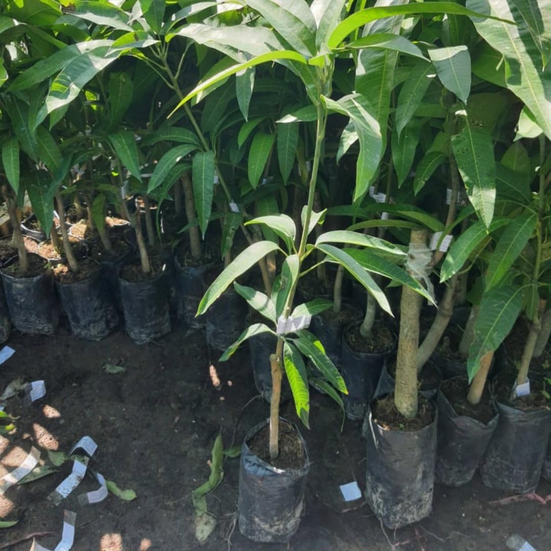Live Maha Chanok Mango Tree Plant, Grafted Mango Tree, Sweet Fruit Live Plant, 2-3 Feet Tall in 3 Gallon Pot for Planting, No Ship to CA