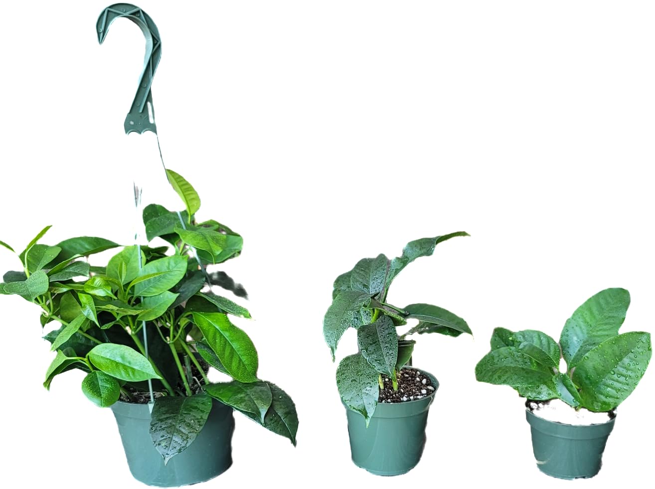 Hoya Shooting Star - Hoya Multiflora - Hoya Plants Live Houseplants - Stunning Shooting Star-Shaped Blooms - Air Purifying Tropical Vine - CA Seller (2 Plants in 4.5" Pot)