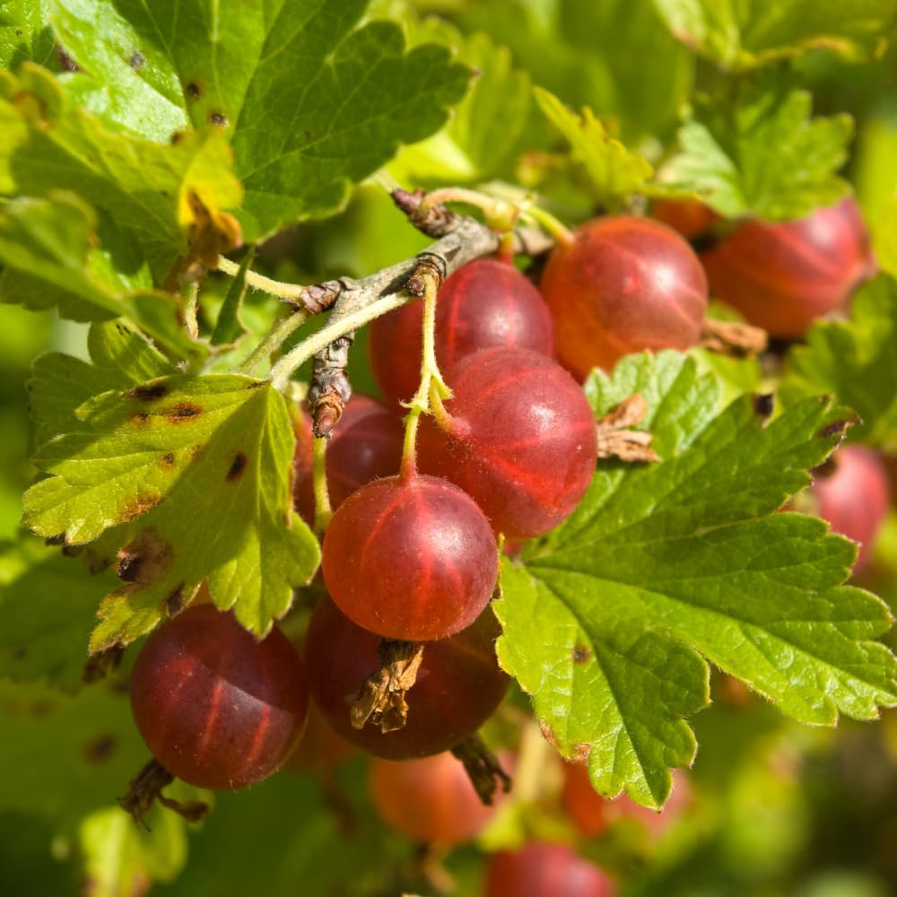 Jeanne Gooseberry Live Plant 5-7 Inch Starter in Soil, No Pot - Sweet Red Gooseberry Fruit Shrub, Thornless Hardy Berry Plant for Outdoor Garden