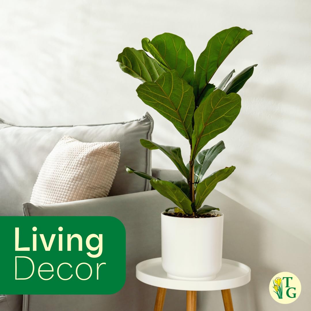 Thorsen's Greenhouse Ficus Lyrata, Fiddle Leaf Fig Plant, Rare, Live Indoor Plant, Collector Plant, Beautiful Foliage, Statement Piece, 6" Diameter Pot (Nursery Pot, 6" Pot)