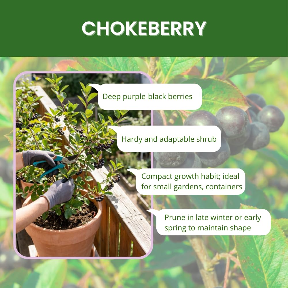 Black Chokeberry Plant, Chokeberry Plant for Planting, 5-9 Inc Tall, Sweet Berries, Cold Hardy Tree for Outdoor Growing