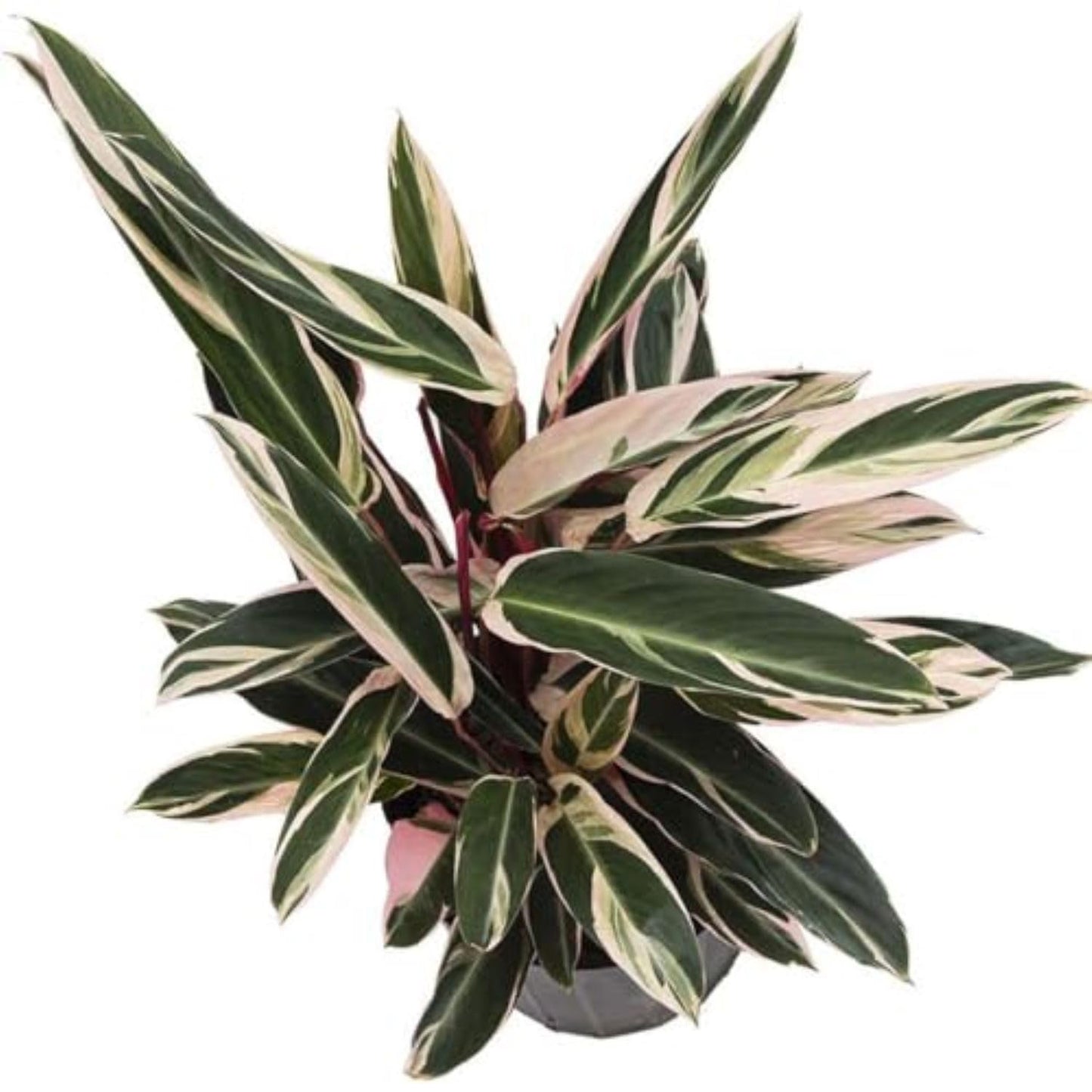 American Plant Exchange Stromanthe Triostar – 10-Inch Pot – Live Tropical Houseplant with Pink, Green & Cream Variegated Leaves, Pet-Friendly Easy Care Plant for Indoor Jungle & Home Décor