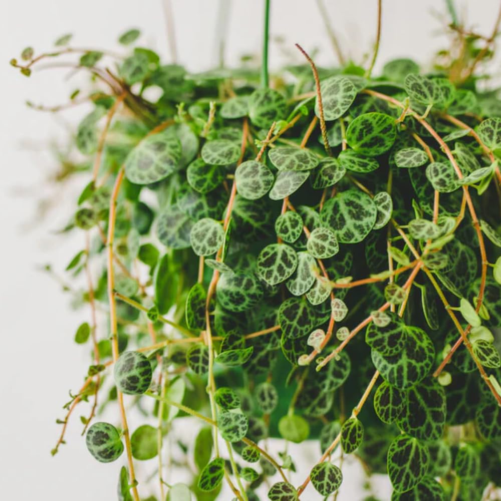 String of Turtles Plant Live, Succulent Trailing Vine, Indoor Houseplant Live in Pot