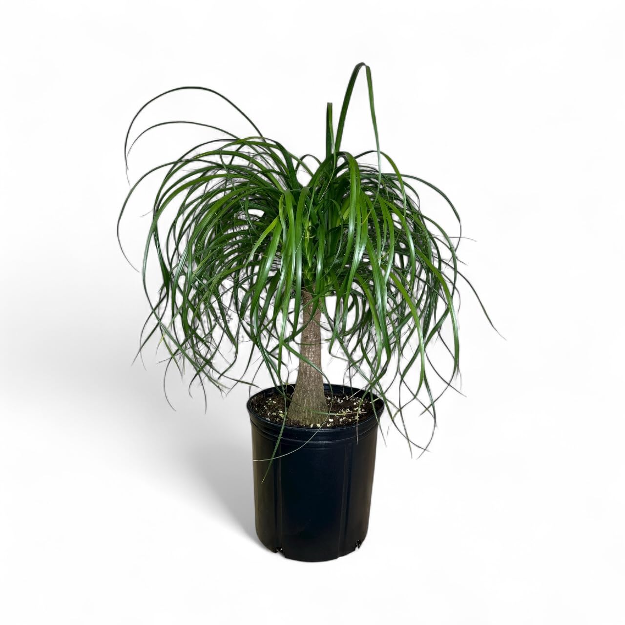 Andersen Farms Ponytail Palm ‘Elephant’s Foot’ – 10 Inches Grower Pot – Live Indoor/Outdoor Drought-Tolerant Plant – Air Purifying, Easy Care Houseplant for Home Décor