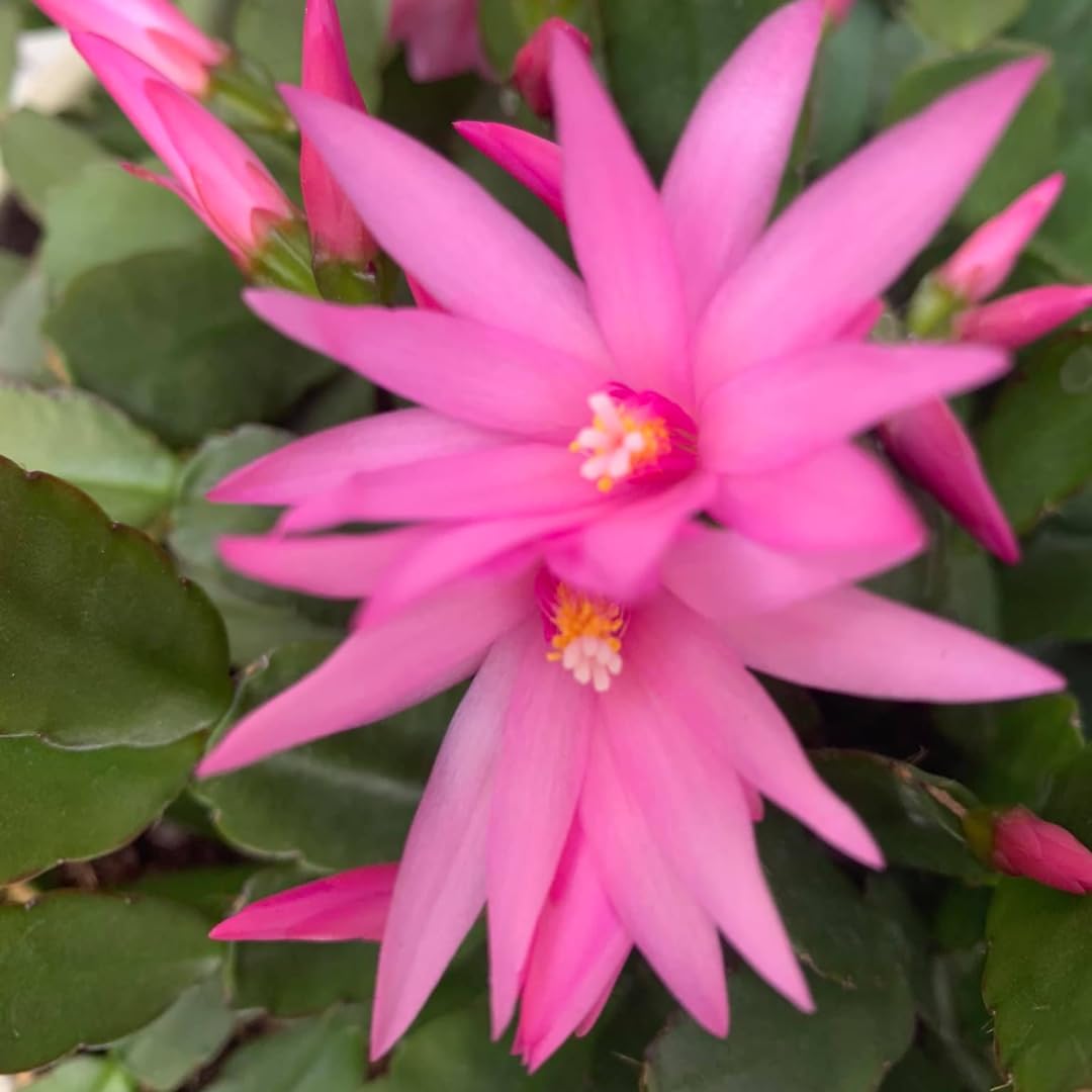 Random Christmas Cactus Plants Live in 4 Inch Pot | Unique Christmas Cactus Live Plants | Low-Maintenance Indoor Houseplant | Great Holiday Gift for Plant Lovers | Random Color