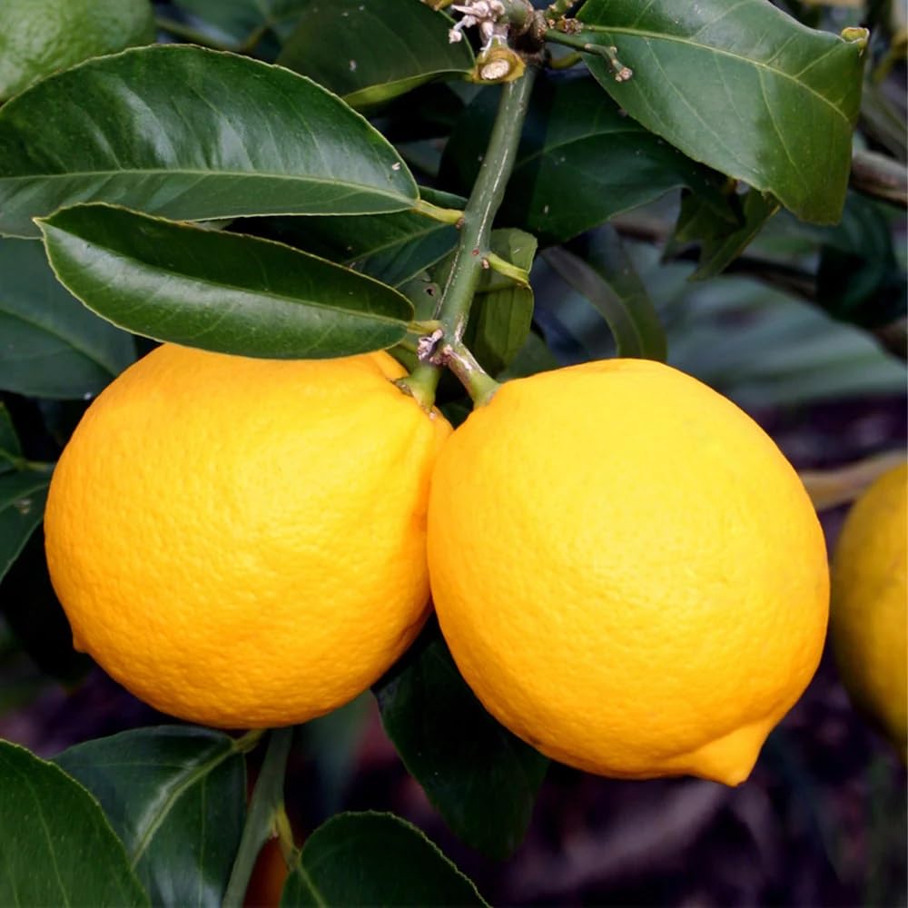 Brighter Blooms - Meyer Lemon Tree, 1-2 ft. - No Shipping to AK, AL, AZ, CA, FL, GA, HI, LA, MS, OR, TX