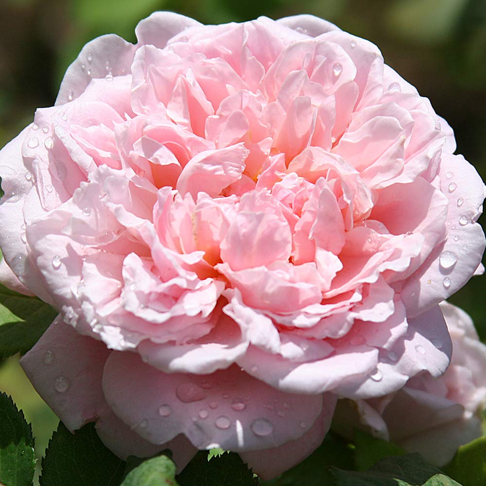 Heirloom Roses Rose Plant - Fragrant Masterpiece™ Pink Rose Bush, Shrub Live Plant for Planting Outdoors