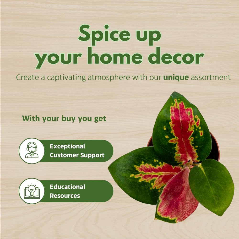 BubbleBlooms Aglaonema Assortment 2 inch Pots Set of 3 Chinese Evergreen