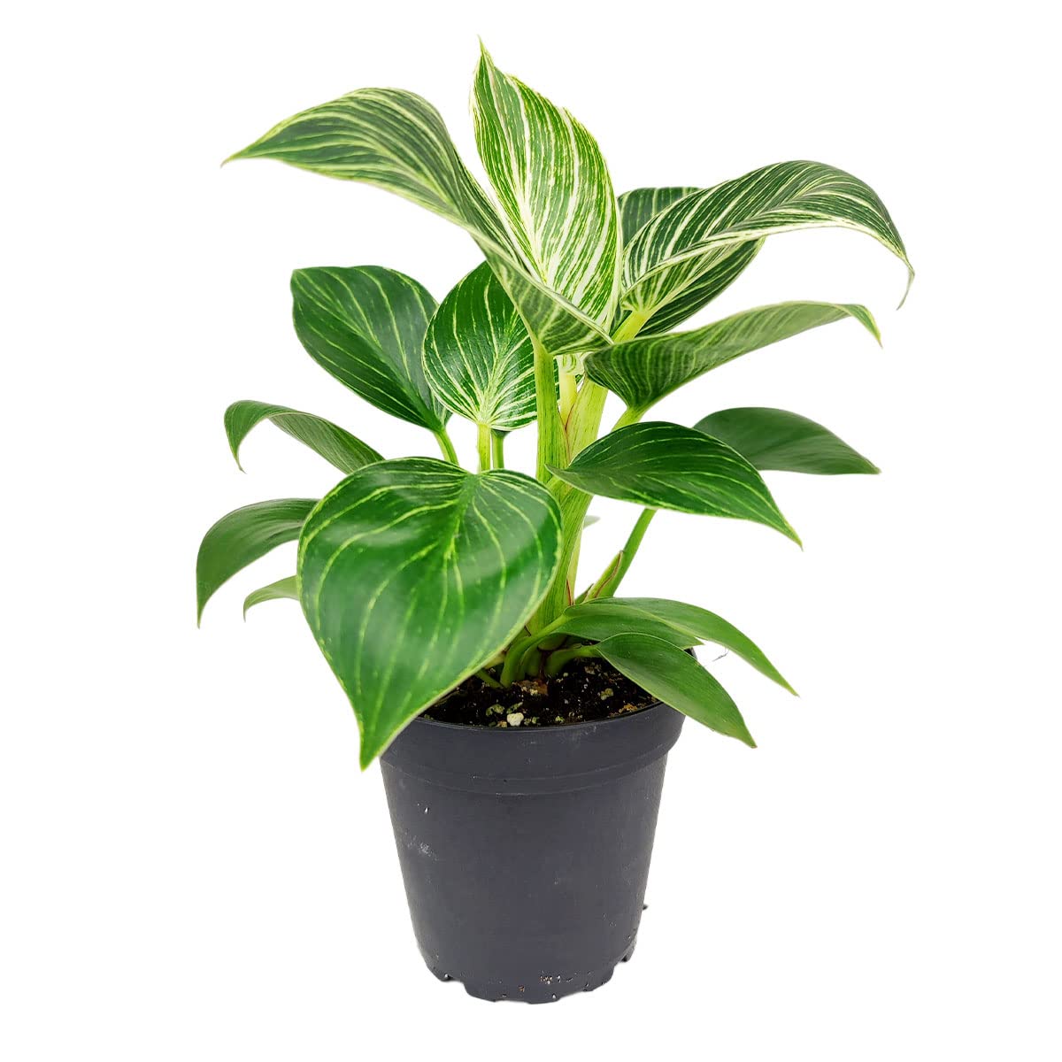 Philodendron Birkin (4" Grower Pot) - Rare Variegated Houseplant - Easy to Grow, Easy to Care Low Light Houseplants - Colorful Foliage Air-Purifying Plant
