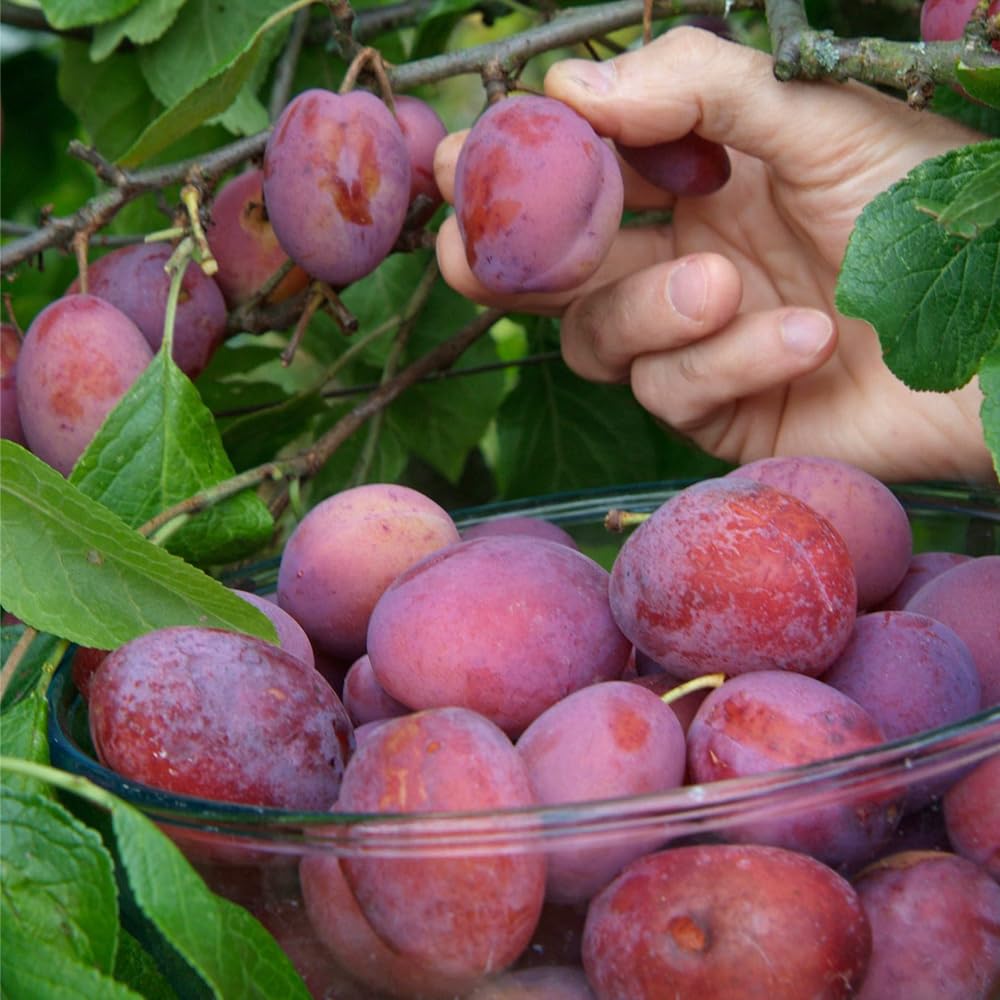 Mixrug 10+ Wild Plum Trees Fruit Seeds for Planting Outdoor-Perennial Native Prunus Seeds Americana Non-GMO Heirloom Fruit Trees Seed for Home Outdoor Garden