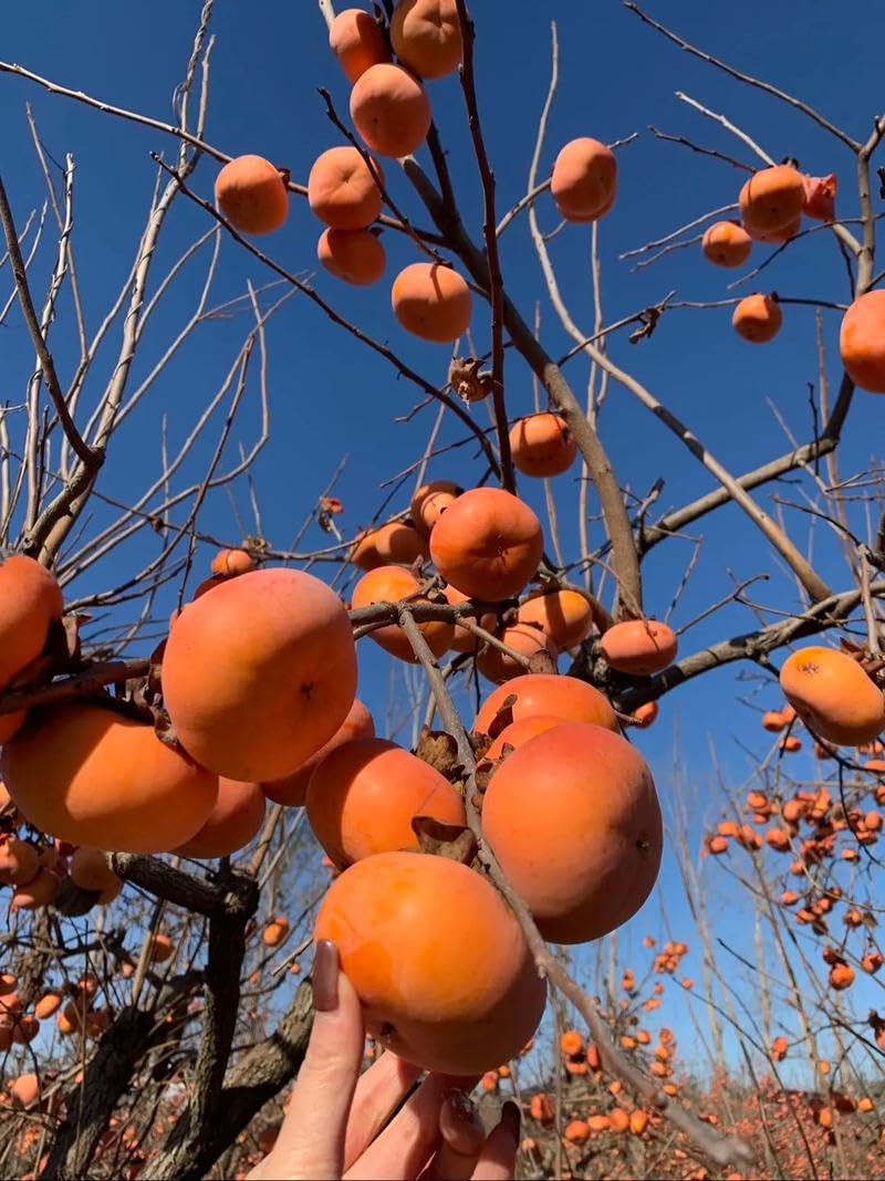 100 Pcs Persimmon Tree Seeds. Japanese Persimmon Fruit Tree Seeds for Planting. Exotic Fuyu Persimmon Seeds, Non-GMO Diospyros Kaki Seeds for Home Gardening