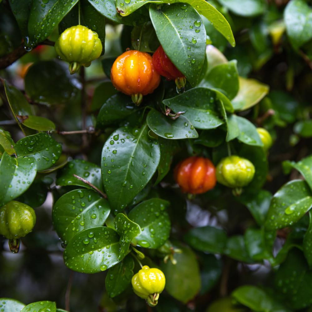 Surinam Cherry Tree Live Plants, Cherry Plant from 2 to 3 Feet Tall, Edible and Sweet Cherry Fruit Tree, 1 Gallon Pot, Easy Care for Outdoor Gardening