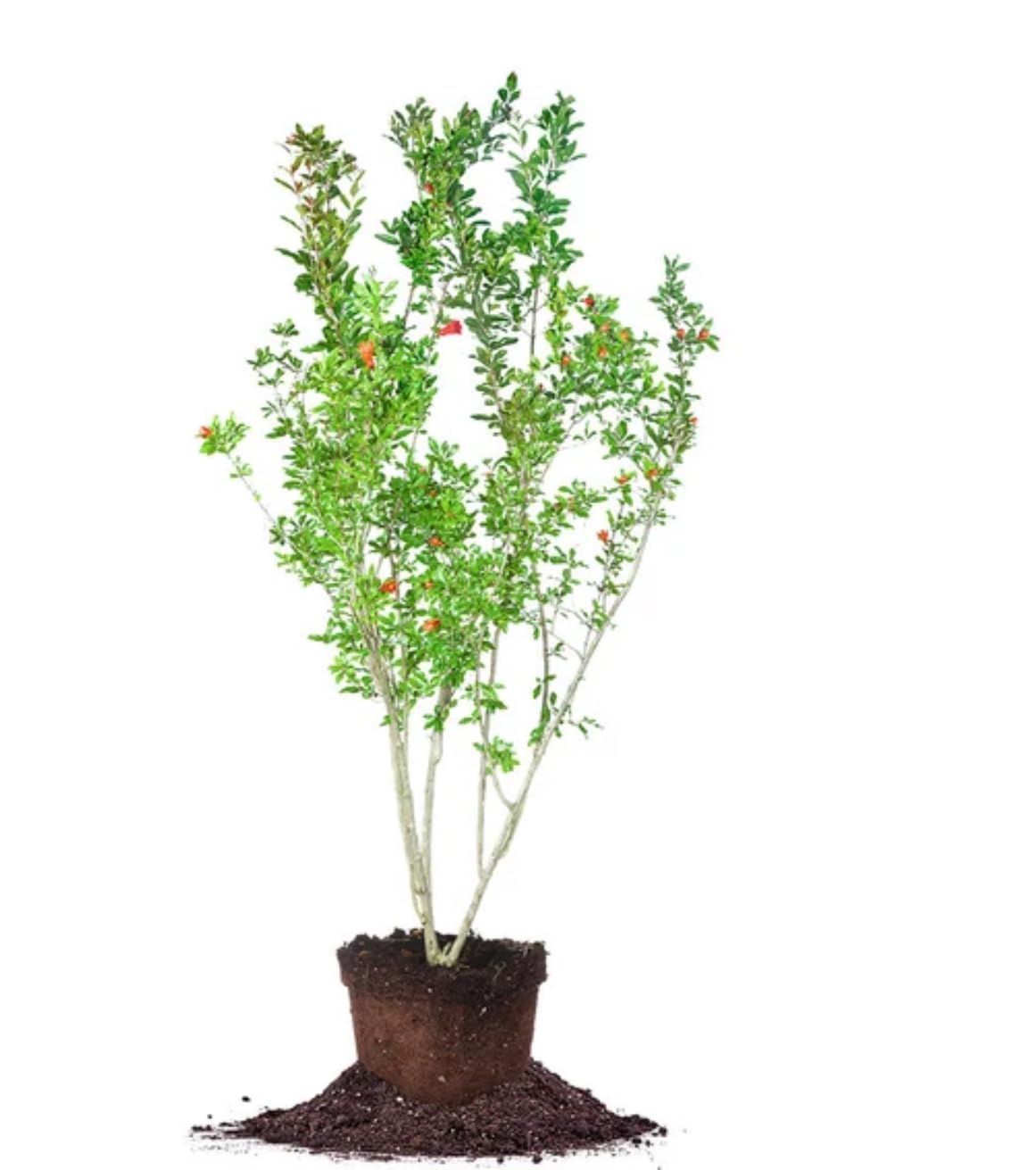 Big Pomegranate (Punica granatum) (Granada) Tropical Live Fruit Tree (2-3ft) Plant