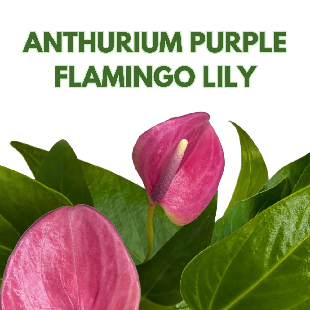 BubbleBlooms Anthurium Purple, 4 inch