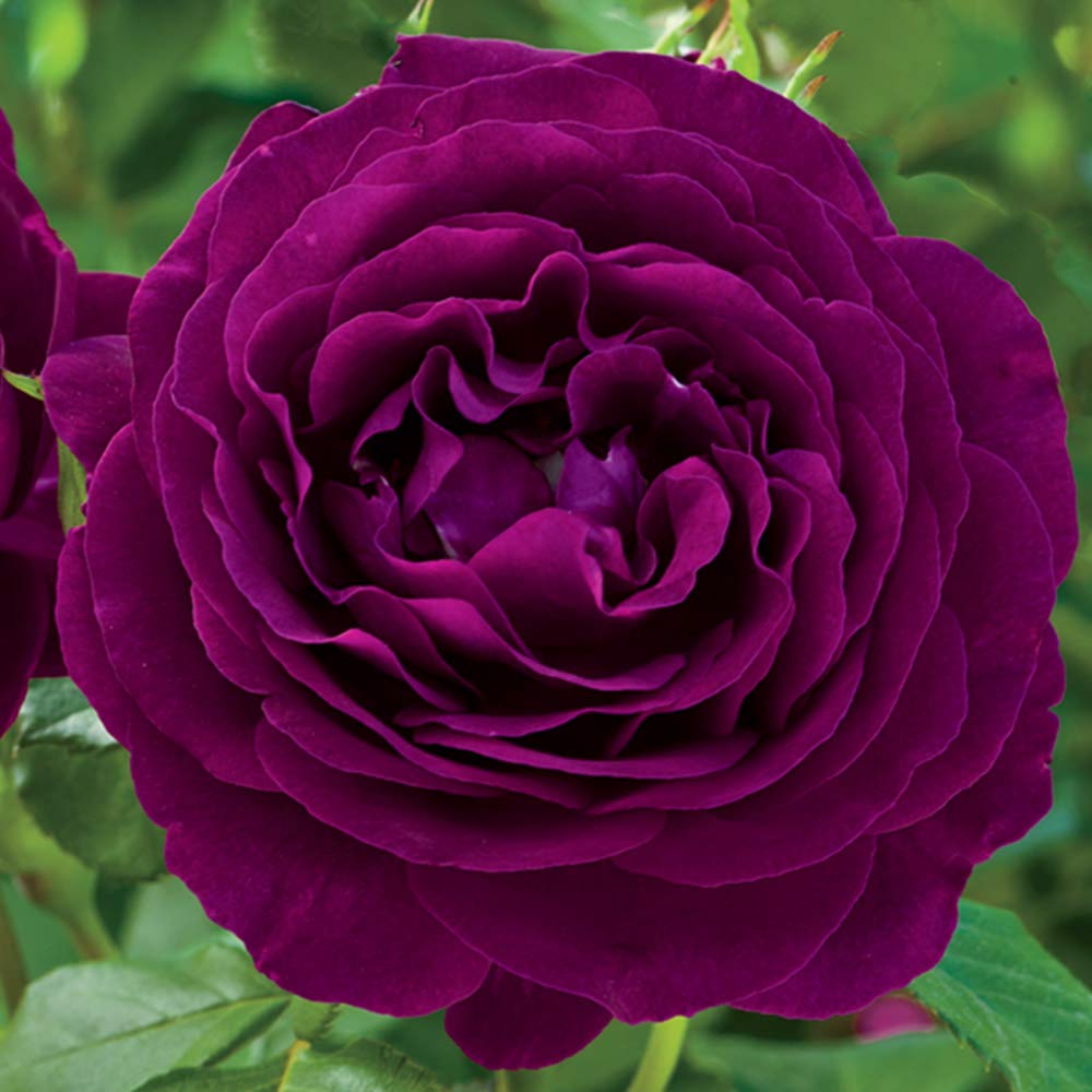 Heirloom Roses Rose Plant - Twilight Zone Purple Rose Bush, Grandiflora Roses Live Plant for Planting Outdoors