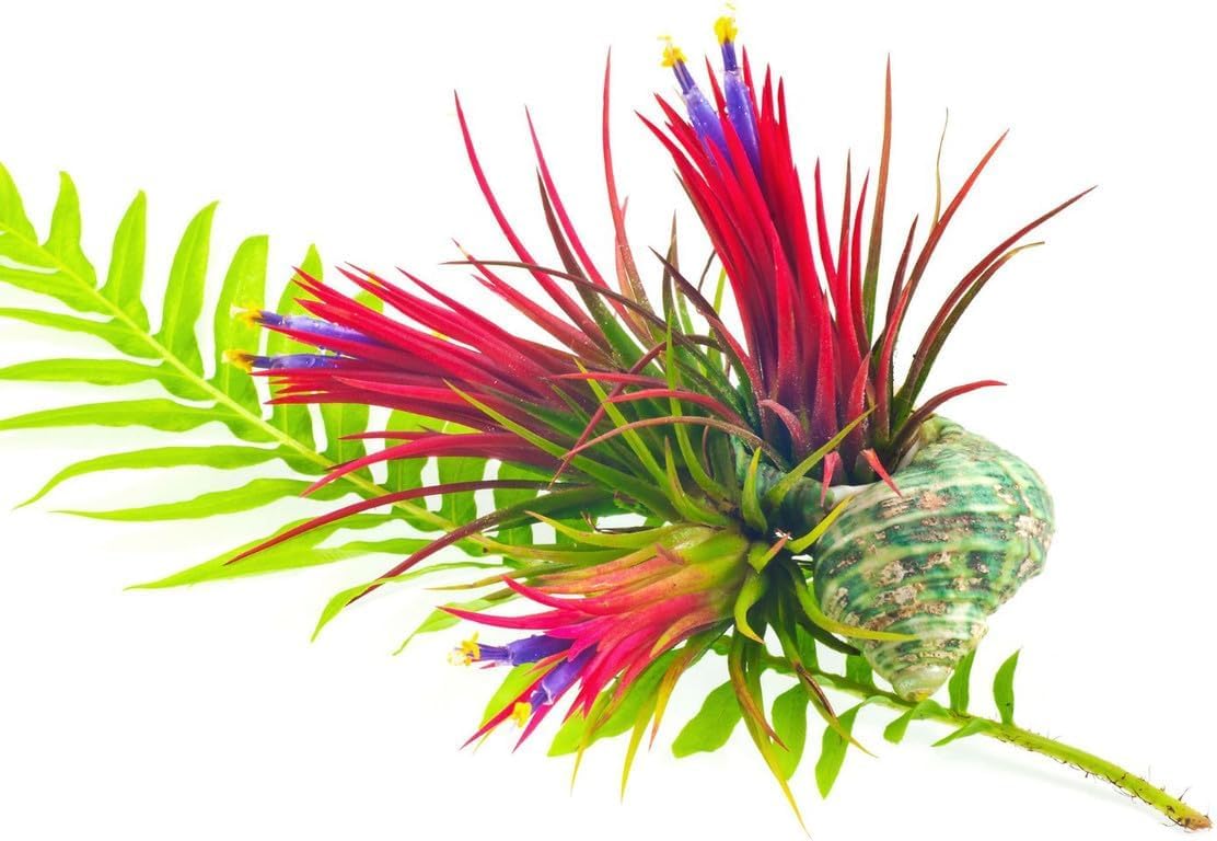 Air Plants Live, 10 Red Tillandsia Air Plants Live Houseplants for Growing Indoors Outdoors, 2 to 3 Inches Tall