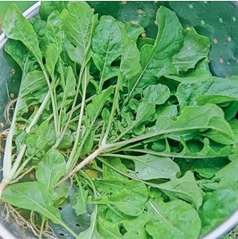 Turnip Green Seeds - Seven Top Turnip Greens - Produces Only Greens - 3400 Seeds