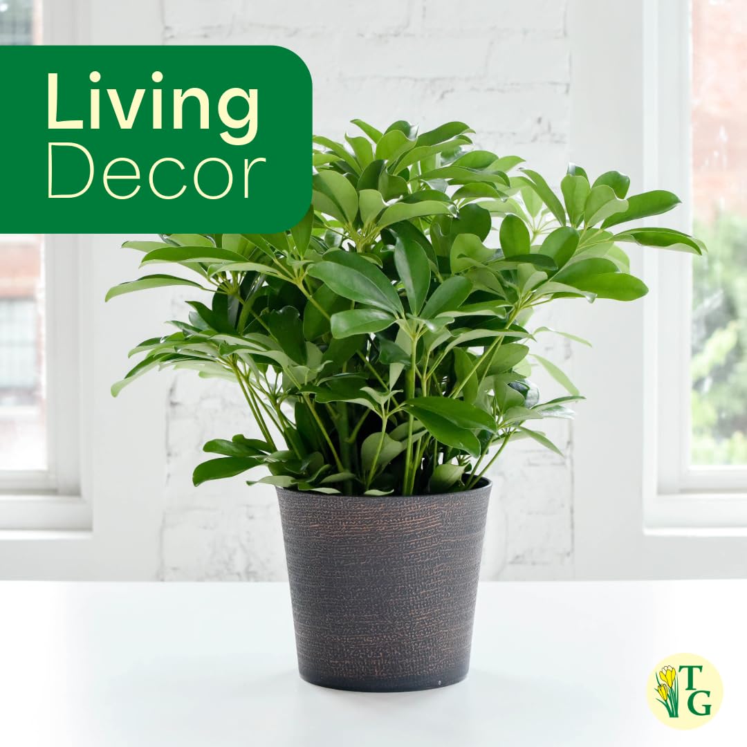 Thorsen's Greenhouse Live Arboricola Umbrella Tree Plant, Schefflera Arboricola, Natural Air Purifier, Easy to Grow, Live Indoor Houseplant, 4-inch Diameter (Growers Pot)