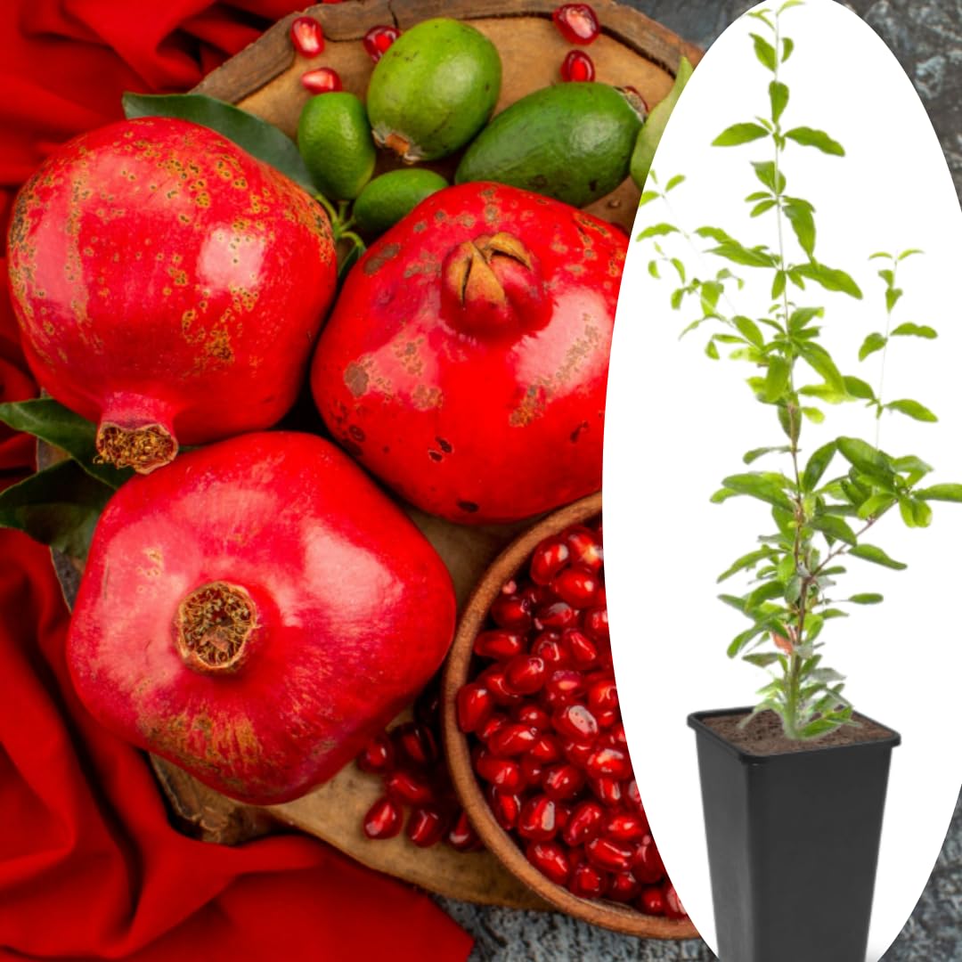 Sweet Red Pomegranate Tree Live Plant Starter Size Seedling in 4" Pot, 1 Year Old Pomegranates Plant for Indoor Outdoor Spring Growing