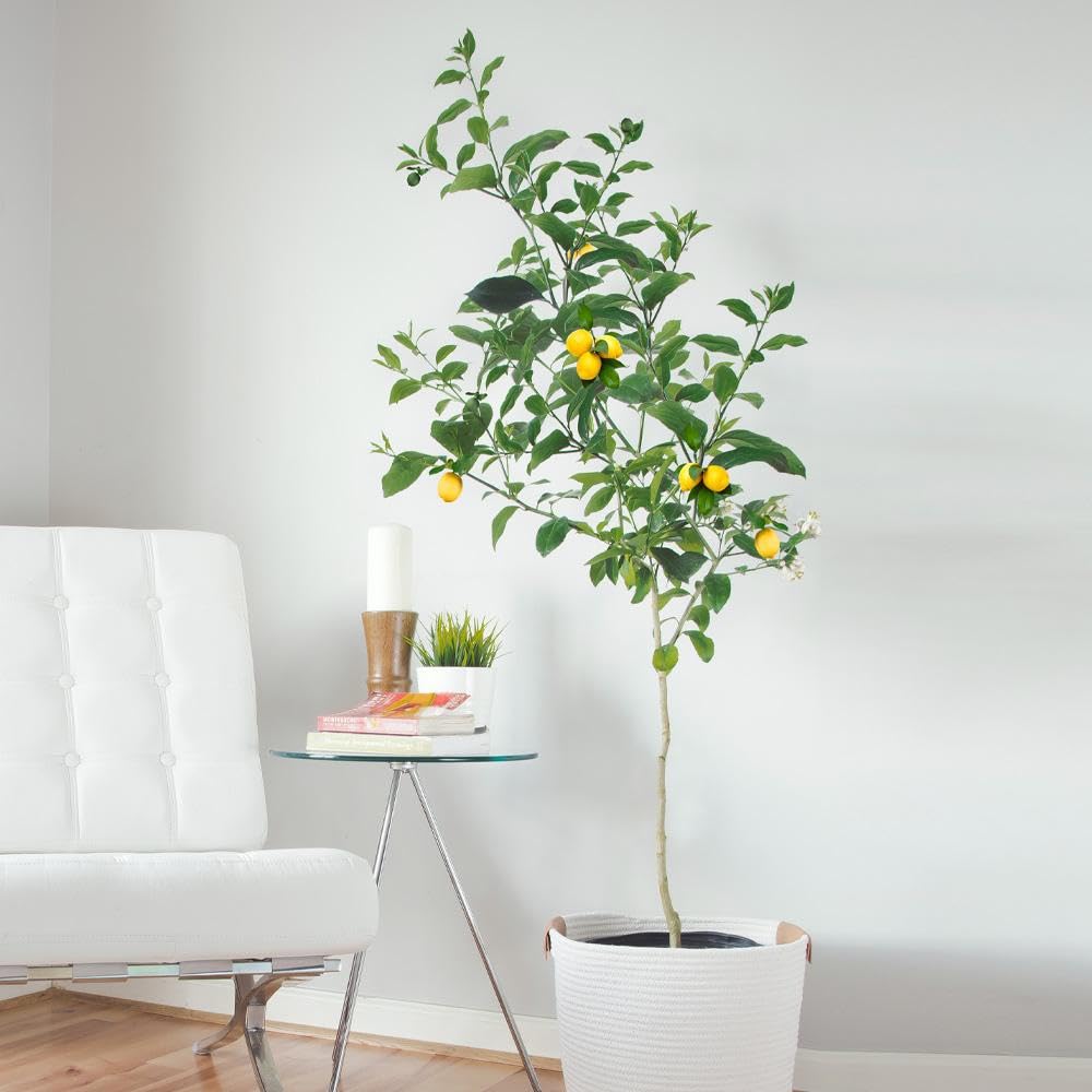 Brighter Blooms - Meyer Lemon Tree, 2-3 ft. - No Shipping to AK, AL, AZ, CA, FL, GA, HI, LA, MS, OR, TX