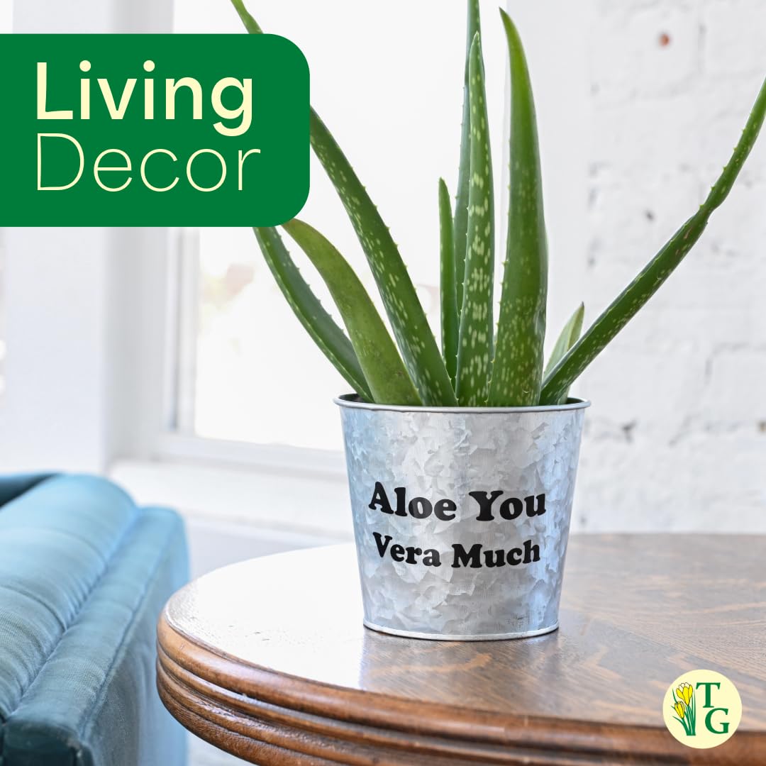 Thorsen's Greenhouse Aloe Vera, Live Indoor Plant, Aloe barbadensis, Easy to Grow, Succulent, Natural Air Purifier, 4" Diameter Pot (Natural)