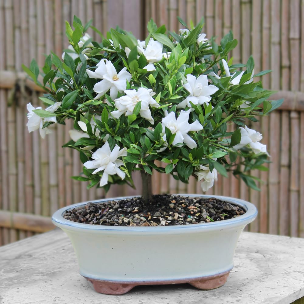 Brussel's Live Gardenia Outdoor Bonsai Tree - 6 Years Old; 10" to 14" Tall with Decorative Container