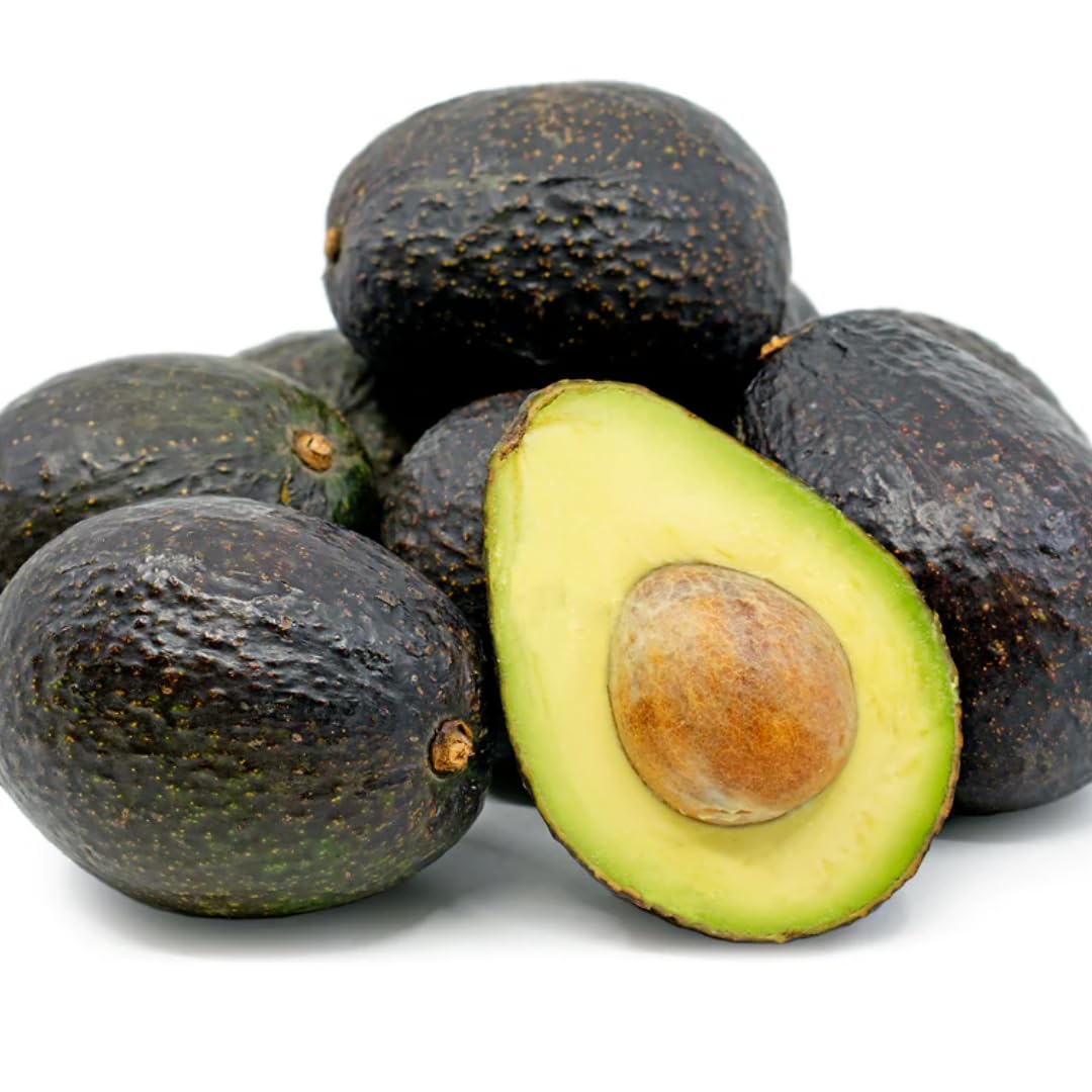2 Years Old Avocado Tree Grafted, 1-2 Feet Tall in 3 Gallon Pot,Ready to Plant and Bear Fruit (Black)