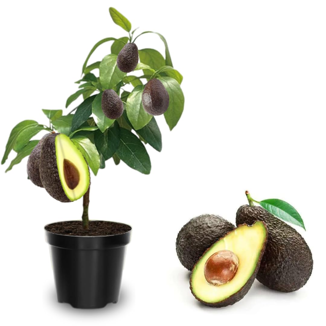 2 Years Old Avocado Tree Grafted, 1-2 Feet Tall in 3 Gallon Pot,Ready to Plant and Bear Fruit (HASS)
