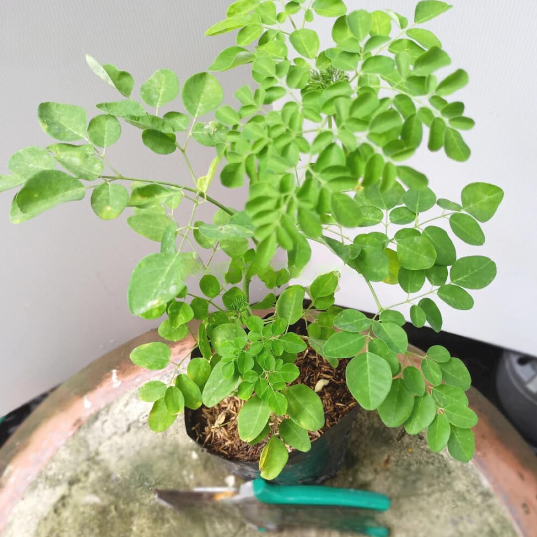 Live Moringa Tree Plant 5 Months Old, Moringa Oleifera Plant Seeddlings from 6 Inches Tall, Malunggay Horseradish Drumstick Tree for Zones 9-11