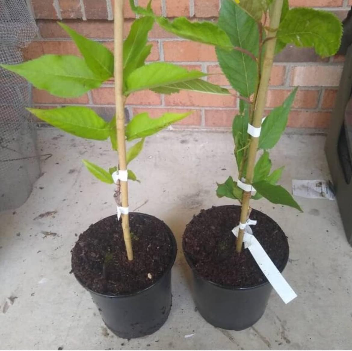 Okame Flowering Cherry Tree - 10-16" Tall Live Plant - Quart Pot - Pink Cherry Blossom Seedling - Prunus 'Okame'