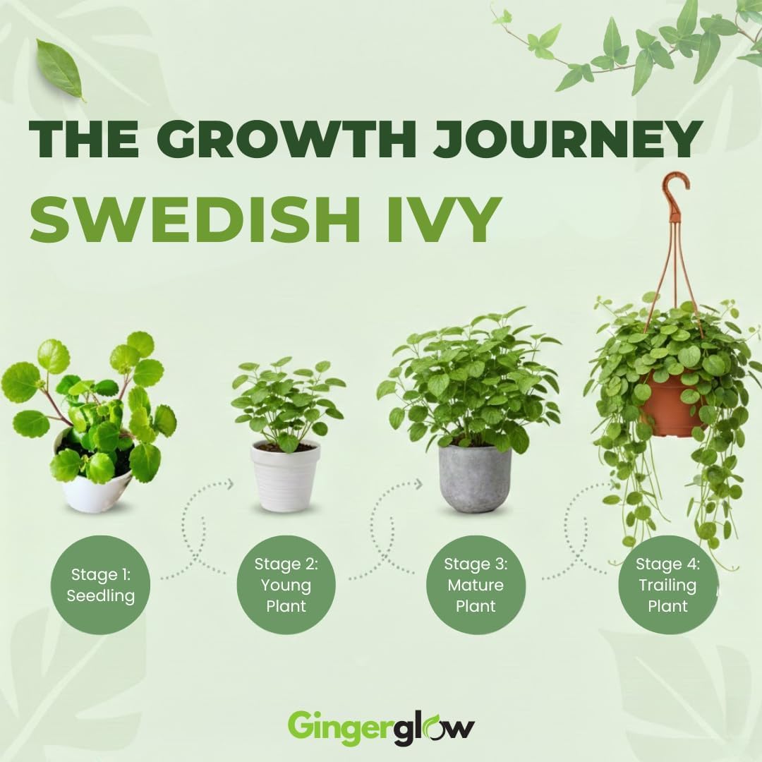 2 Swedish Ivy Plants Live House Plants, Swedish Ivy in 3.25 Inch Pot, Lush Trailing Greenery for Indoor Spaces, Desks & Window Areas, Easy to Grow