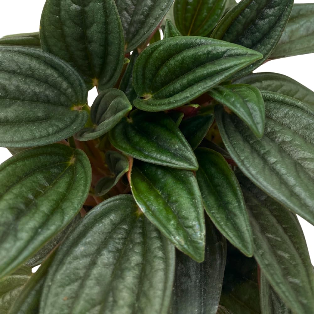 BubbleBlooms Peperomia Rosso albovittata in a 4 inch Pot