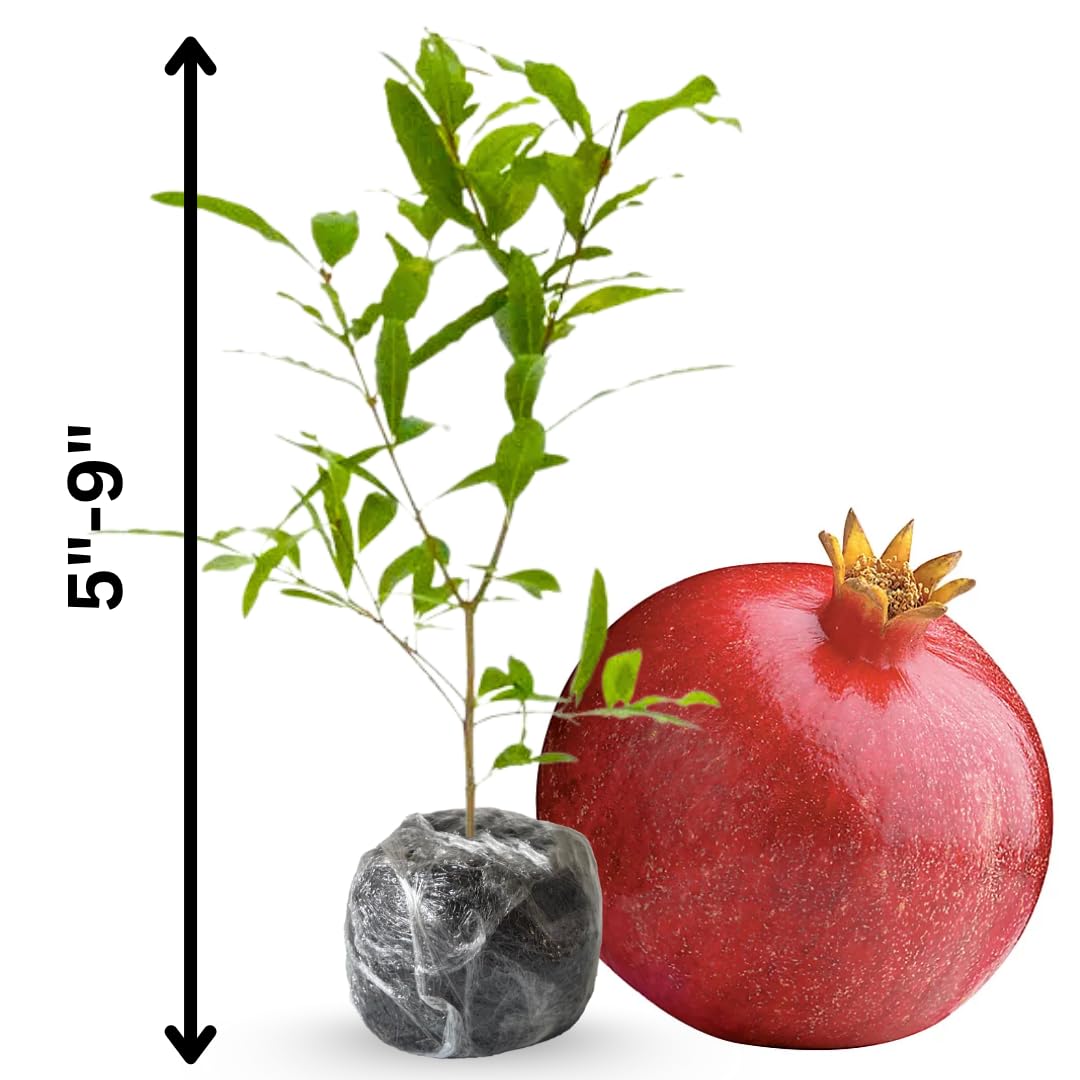 Sweet Pomegranate Tree Live Plant, 5 to 8 Inch Tall, Pomegranate Fruit Tree, Outdoor Plant, Edible Fruits