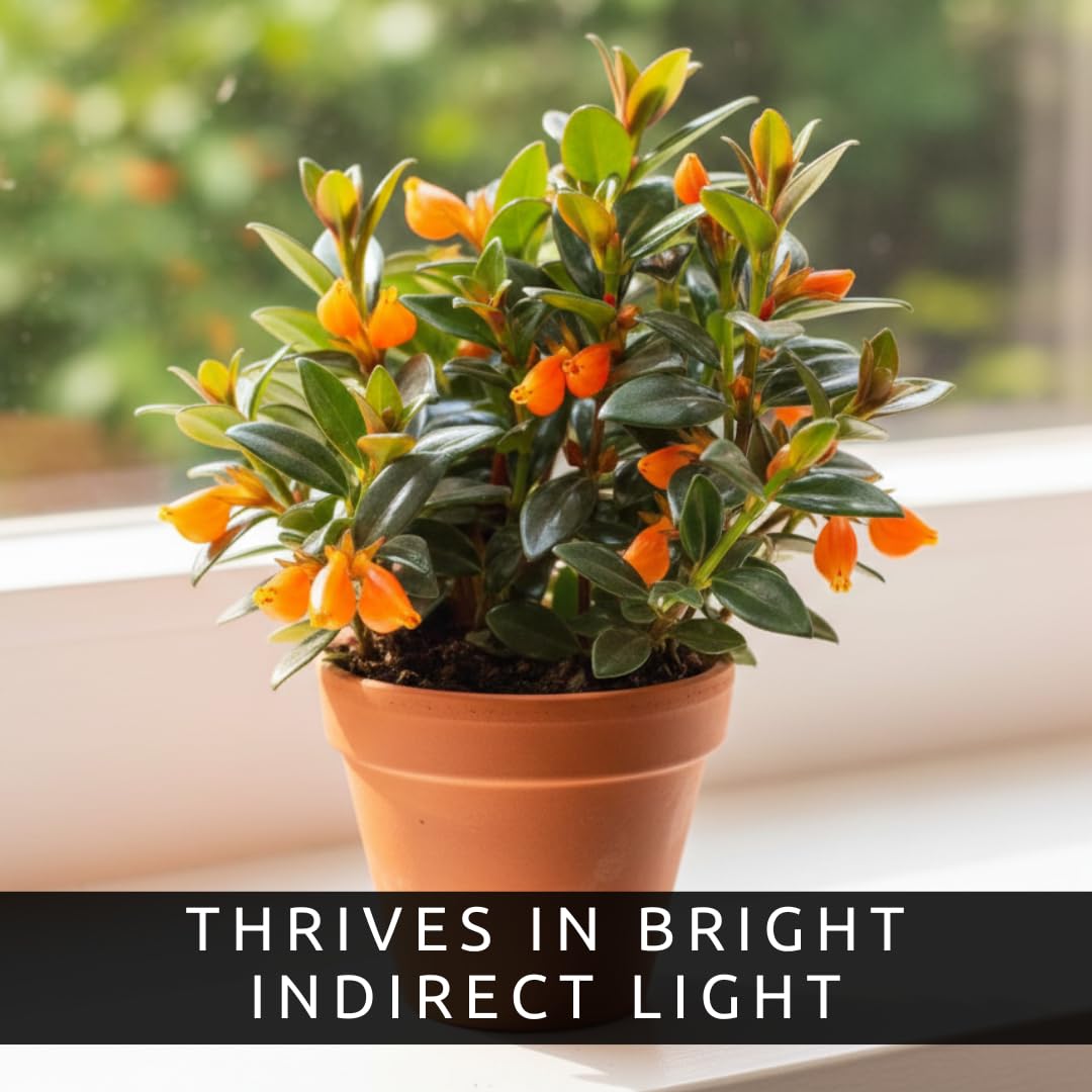 Orange Goldfish Plant – Compact 2-Inch Pot Starter – Indoor Trailing Houseplant with Bright Orange “Goldfish” Blooms – Easy-Care Plant for Desks, Windowsills, and Gift Giving
