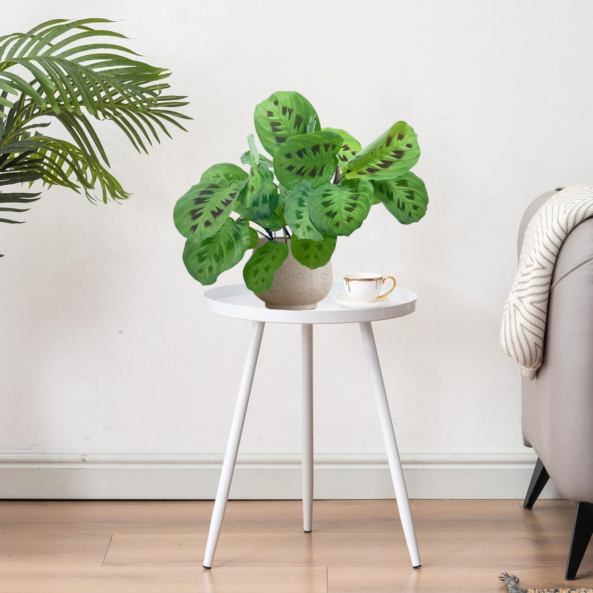 LEAL PLANTS ECUADOR Calathea Maranta (Pack of 2) Fascinating Leaf Movement, Easy Care Tropical Houseplant, Air-Purifying, Ideal for Home & Office Decor, Unique Living Plant Gift