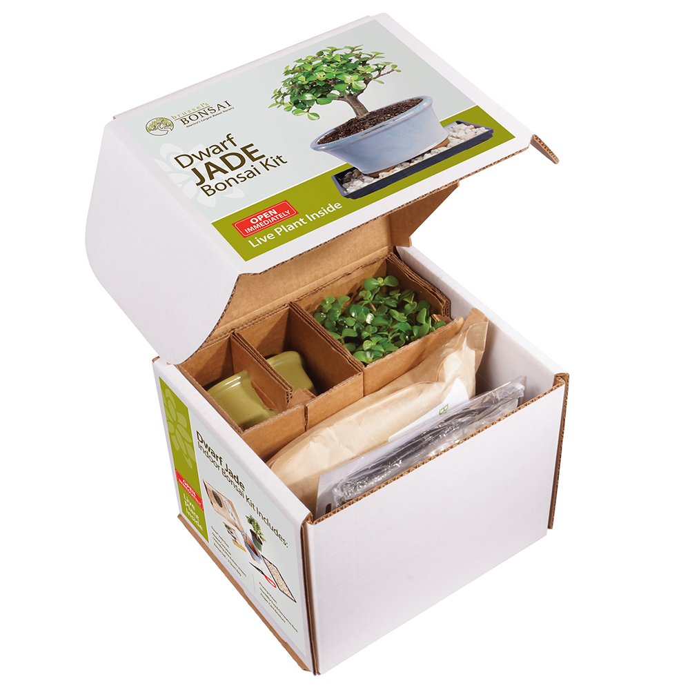 Brussel's Bonsai - Live Dwarf Jade Bonsai Tree Starter Kit with Ceramic Bonsai Pot & Bonsai Soil, Indoor Bonsai Plant Kit, Easy Care Houseplant for Beginners (Green)