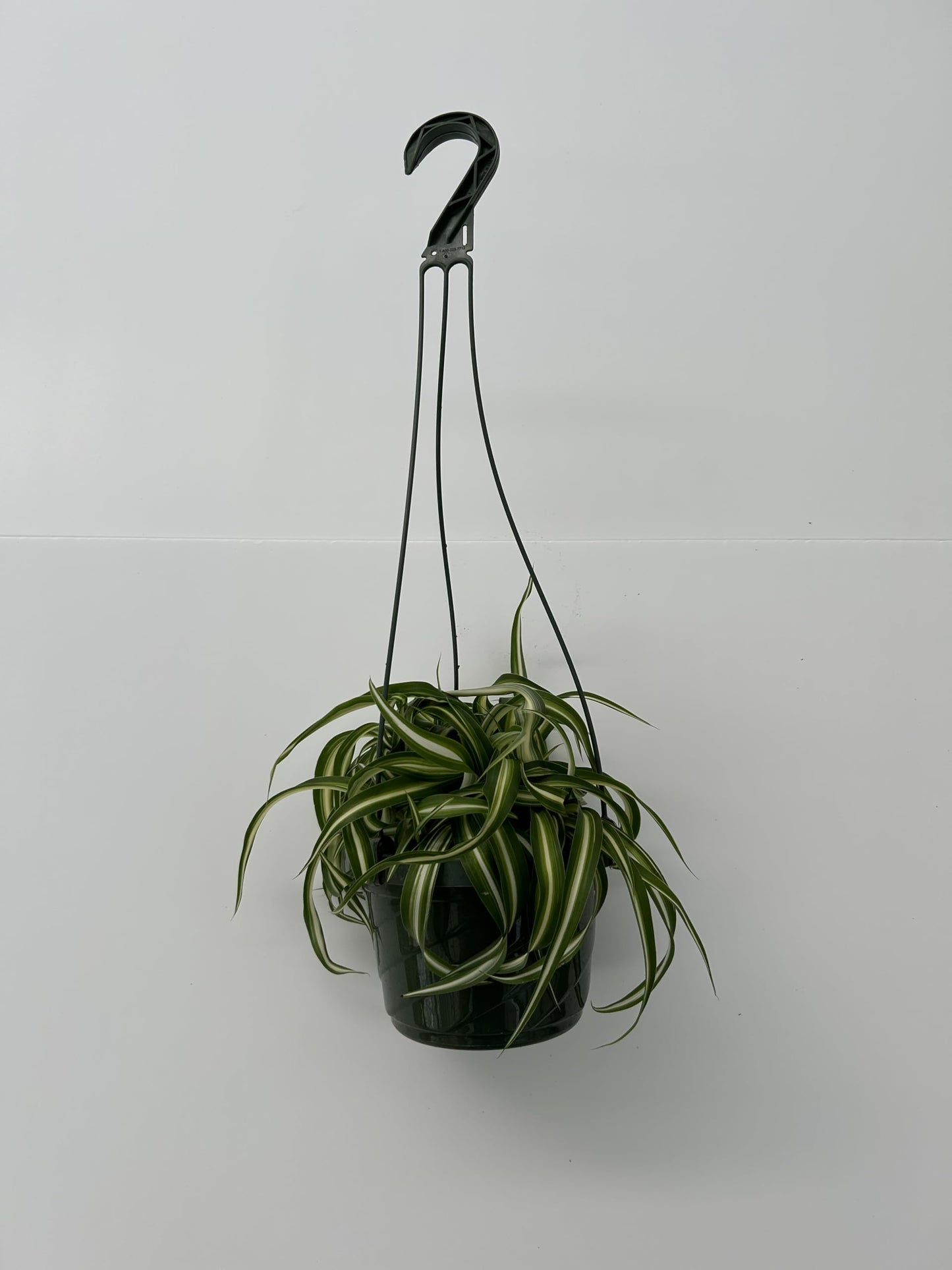 Bonnie Curly Spider Plant in Premium Hanging Basket ~ Perfect for Home and Office Decor