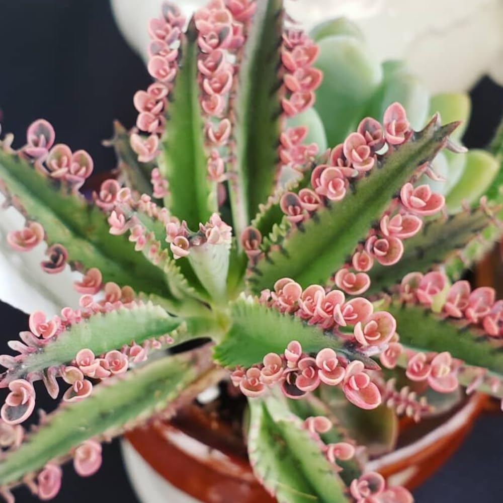 2 Kalanchoe Pink Butterfly Plants Live, Kalanchoe Live Plant, in 2 Inch Pot, Pink Kalanchoe Succulent Mother of Thousands