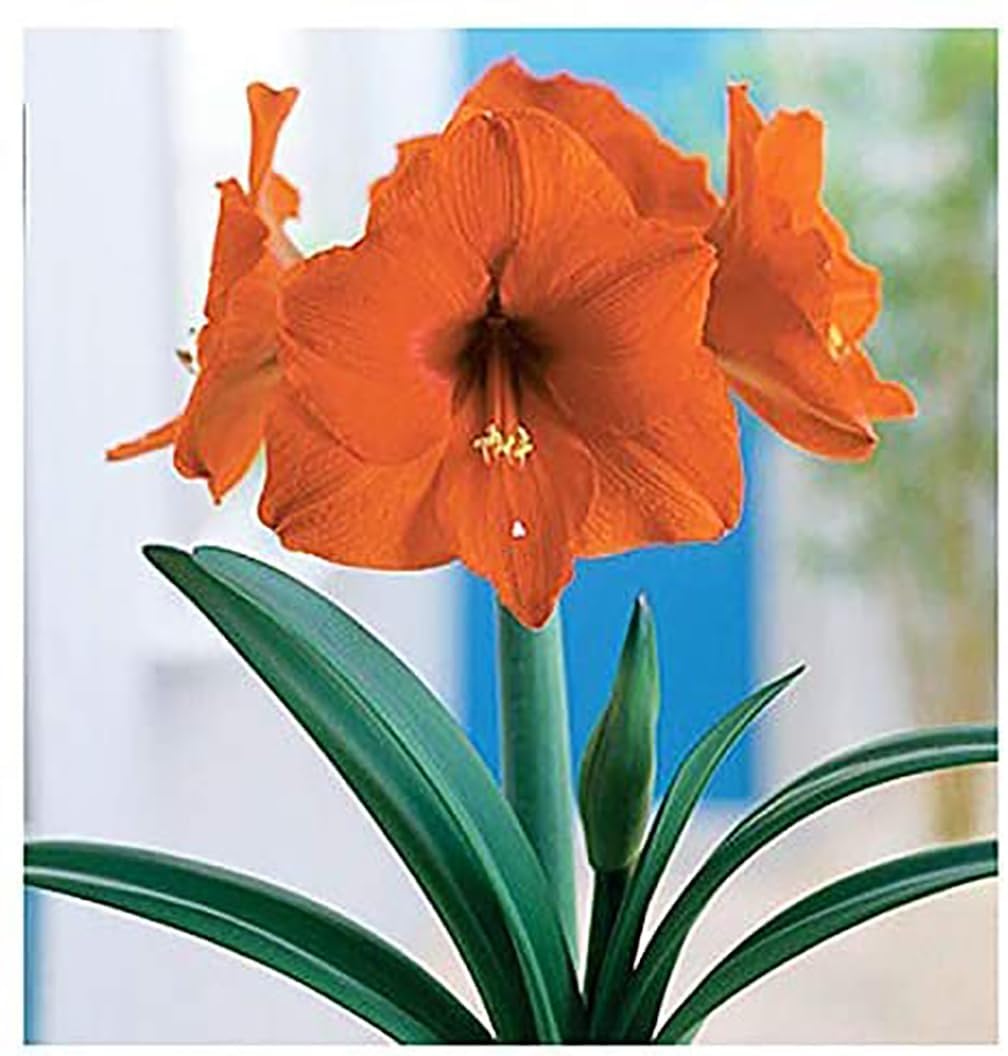 Orange Sovereign Amaryllis Bulb – Large Bulb for Planting, 4-8 Blooms, 16–24" Tall – Elegant Indoor & Outdoor Plant – Ideal for Seasonal Decor – Low-Maintenance Amaryllis Bulb (Not in Wax)