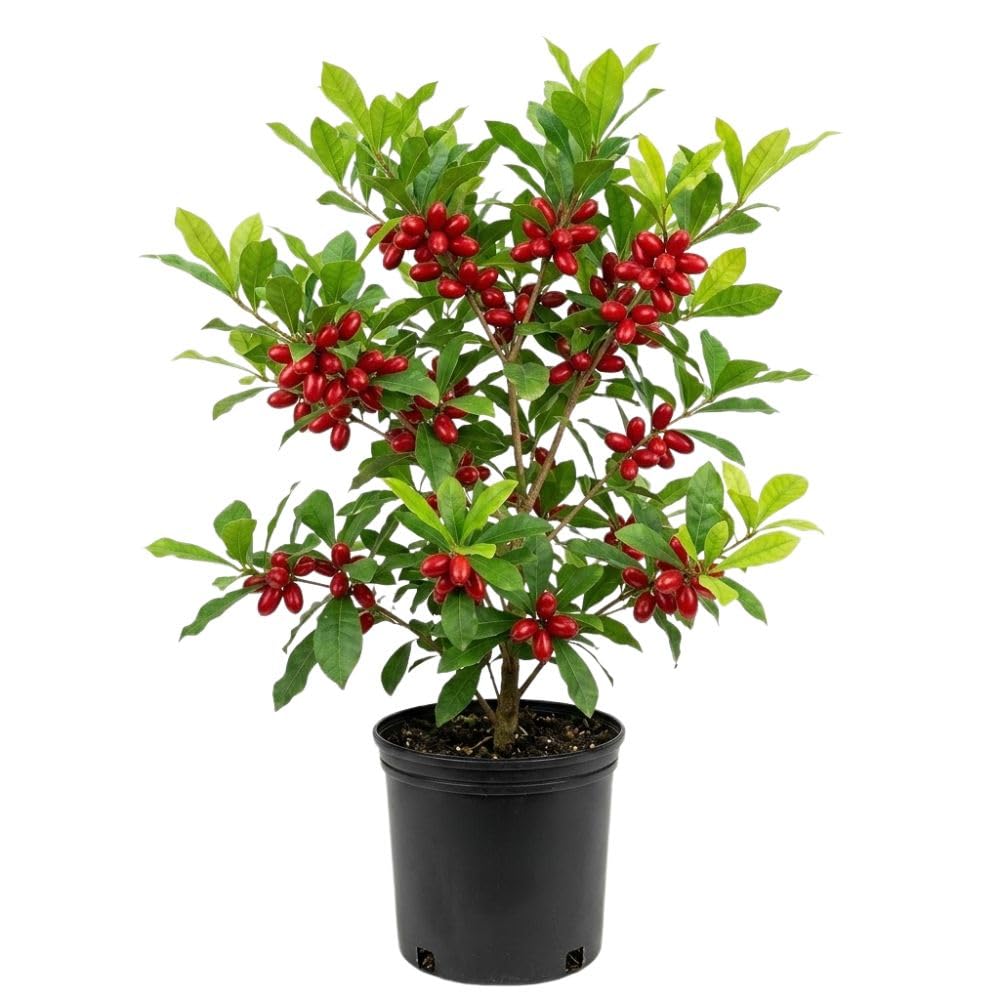 Miracle Fruit Tree Live Plant, 1-2 Ft Tall, Edible Miracle Berry Plants for Tropical Outdoor, 3 Gallon Pot Plant,No Shipping CA