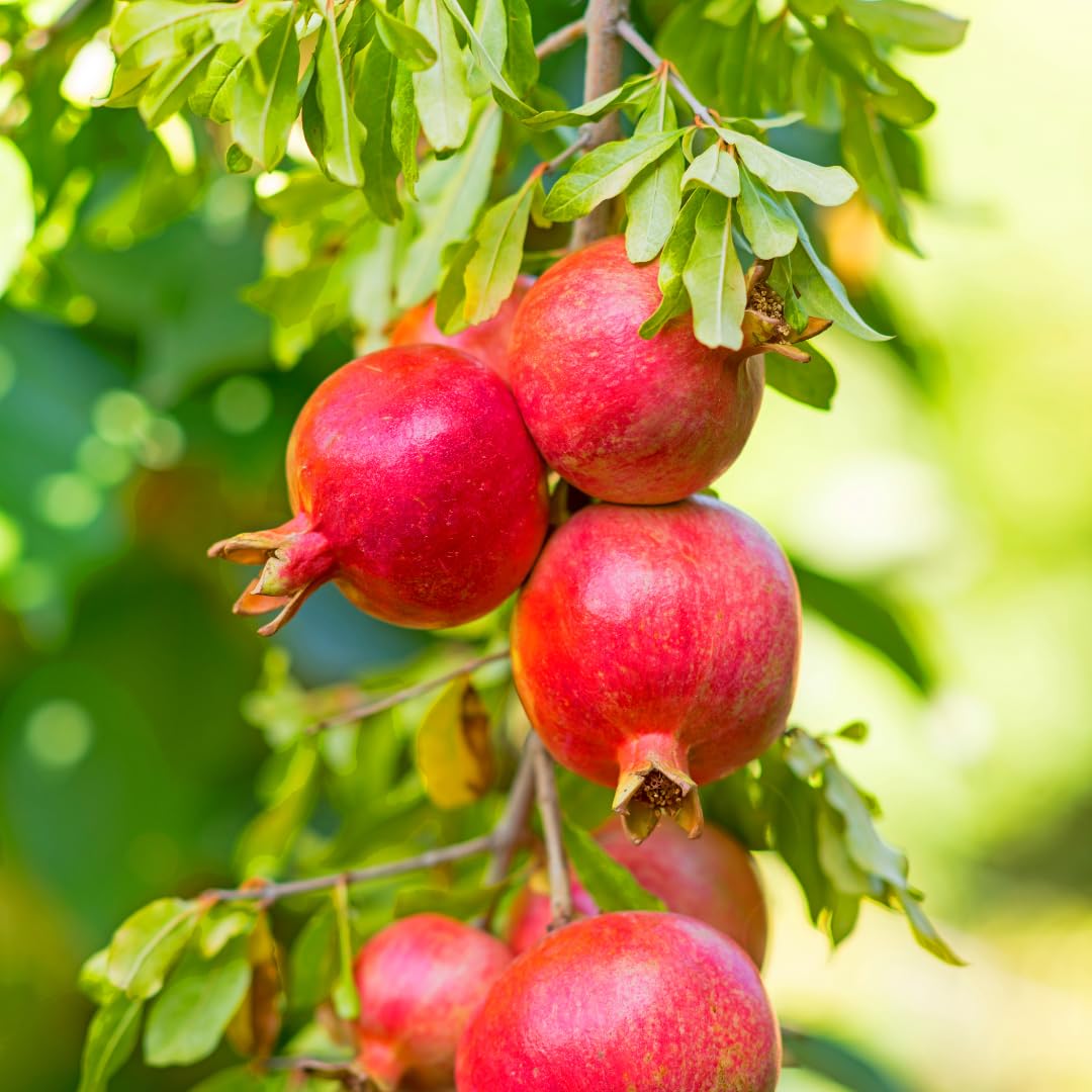 Live Pomegranate Tree, Sweet Fruit Tree, Cold Hardy, 2–3 Feet Tall in 3 Gallon Pot, Ready for Outdoor Growing, No Ship to CA